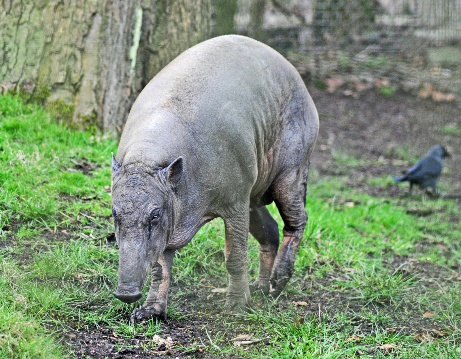 BABIRUSA FEMALE
