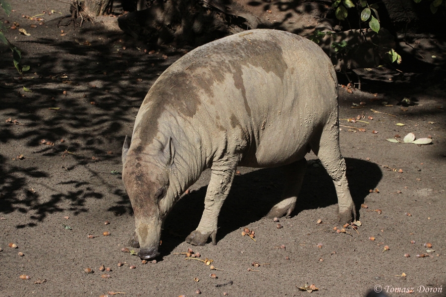 Babirusa - female