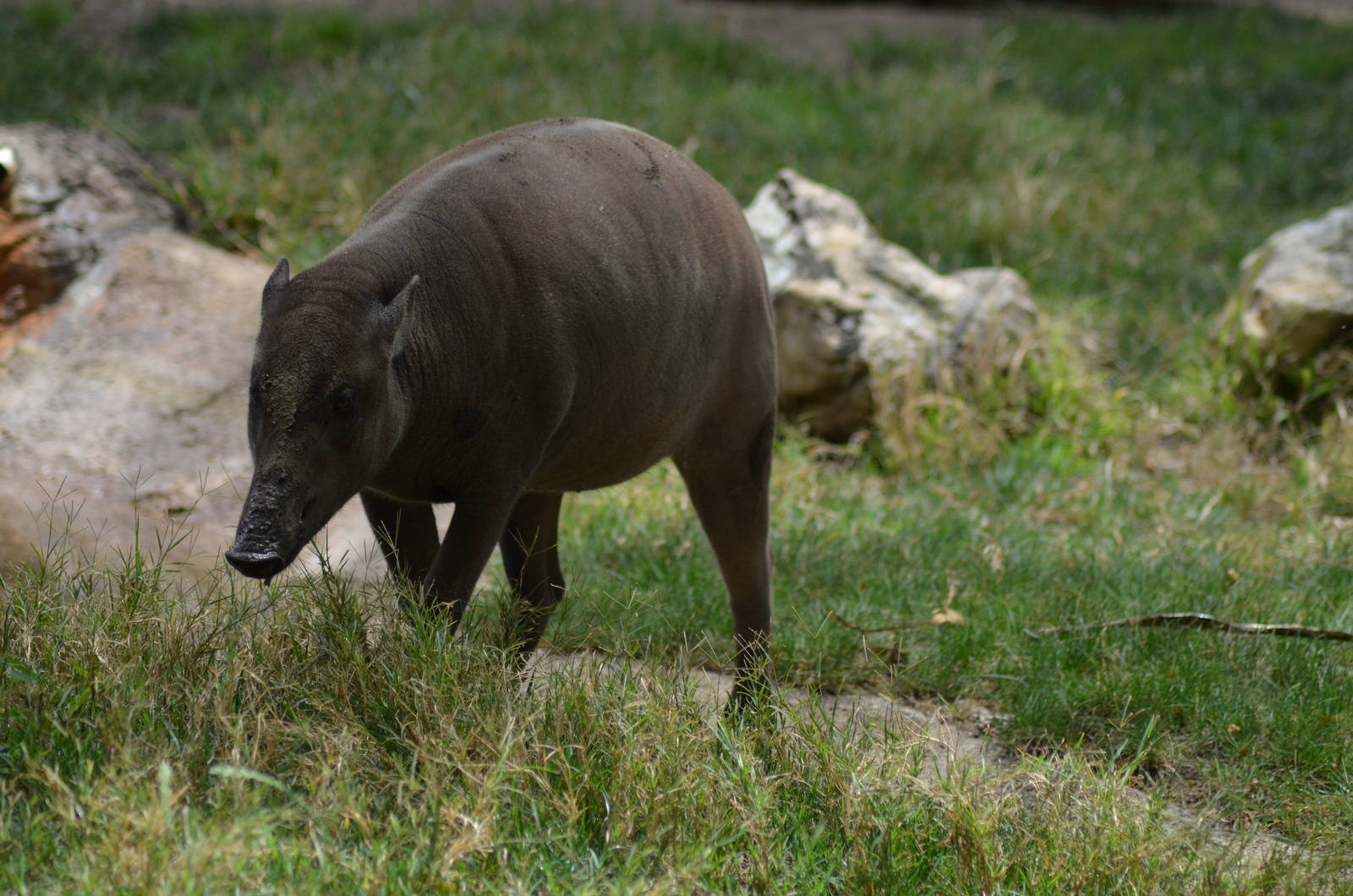 Babirusa - Female