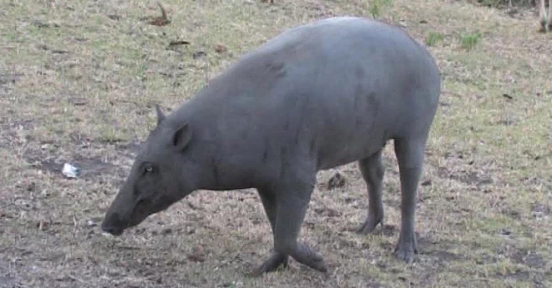 Babirusa female