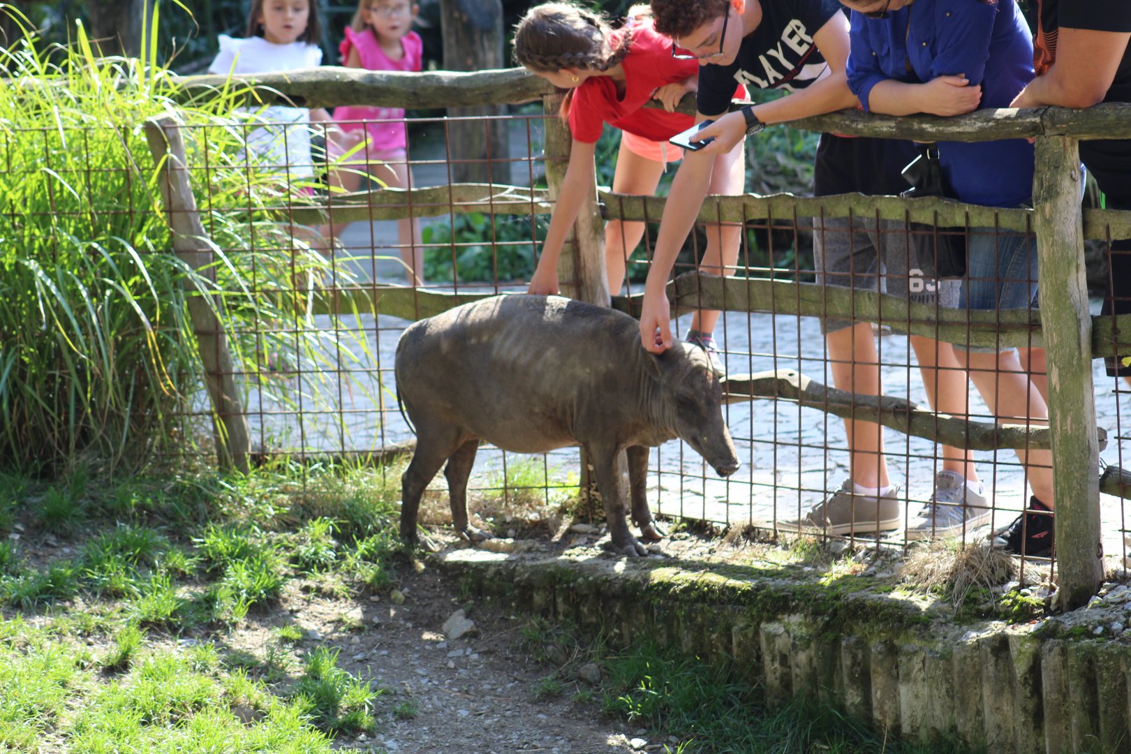 Babirusa Getting a Scratch