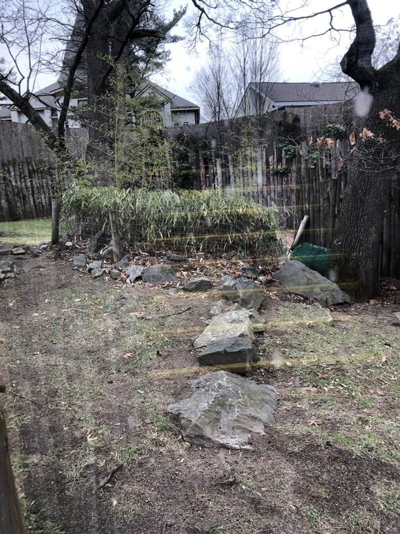 Babirusa Habitat (Mid) - Feb, 2020