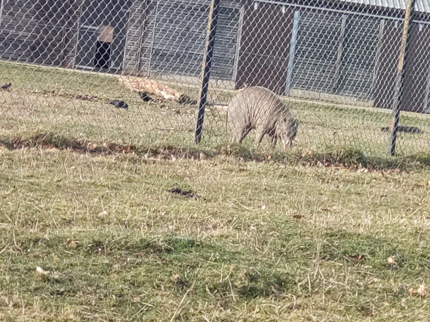 Babirusa in hardstand paddock at entrance to drive through