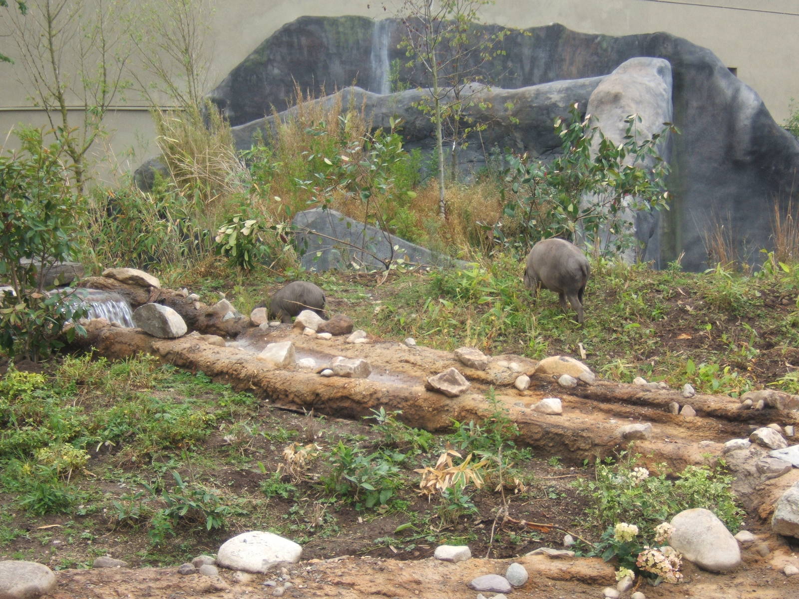 Babirusa in Islands