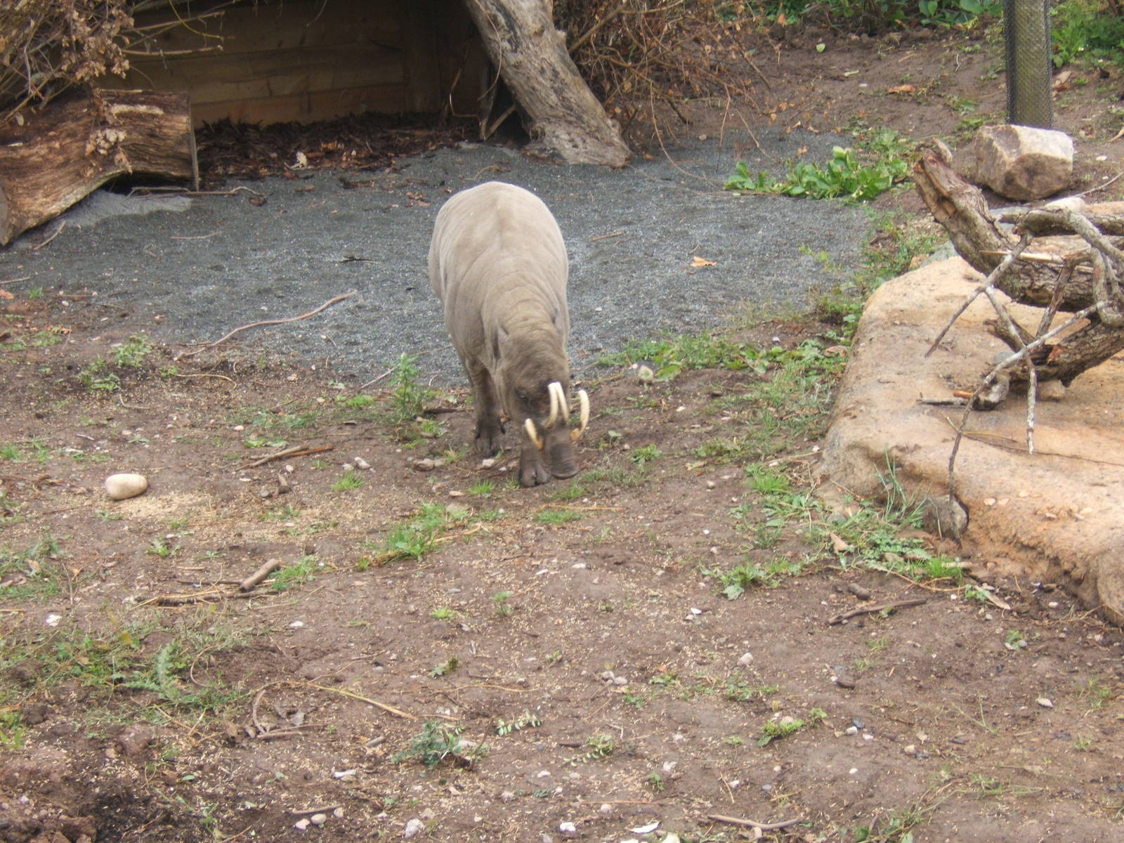 Babirusa in Islands