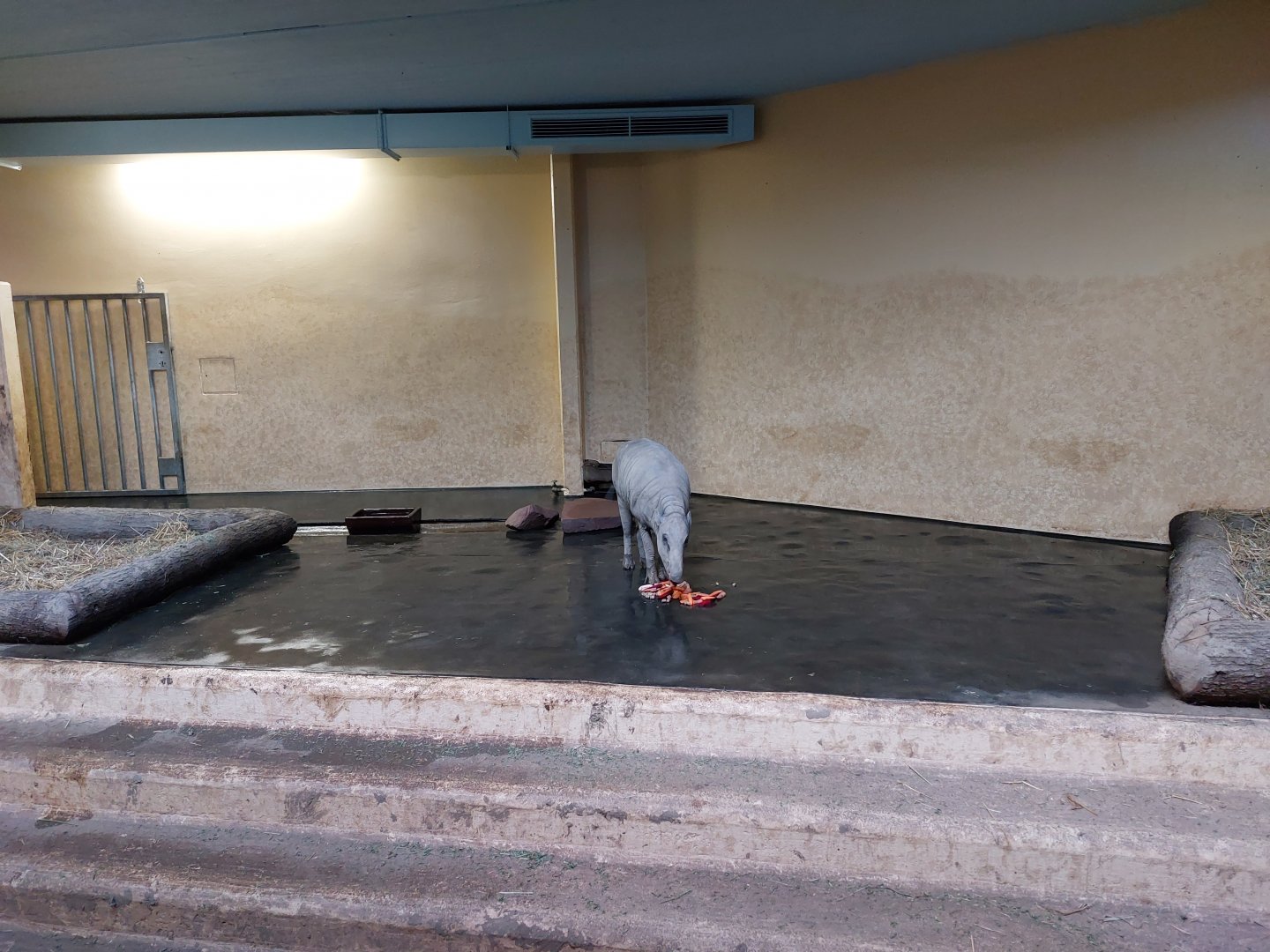 Babirusa indoor enclosure