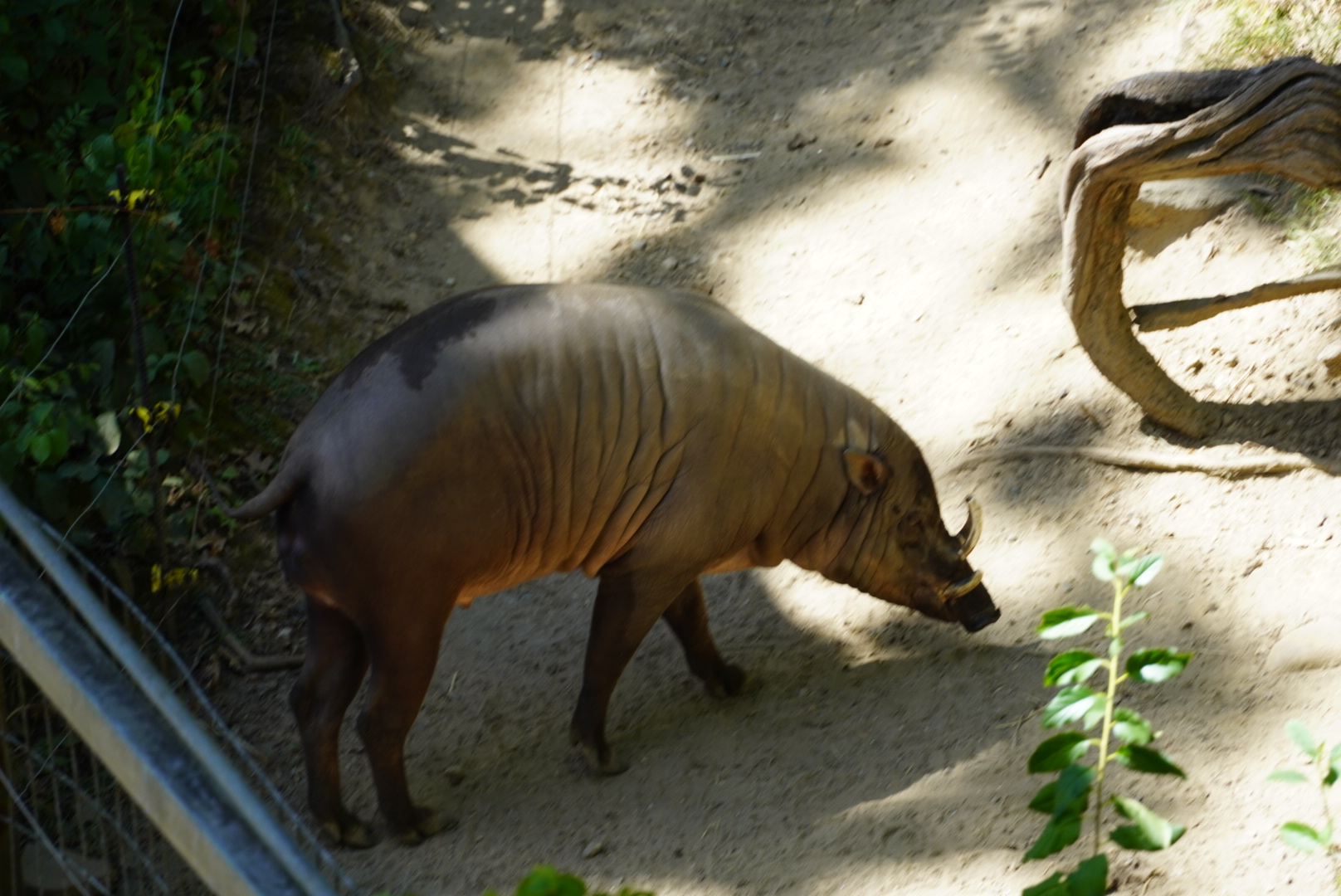 Babirusa, “Linus”