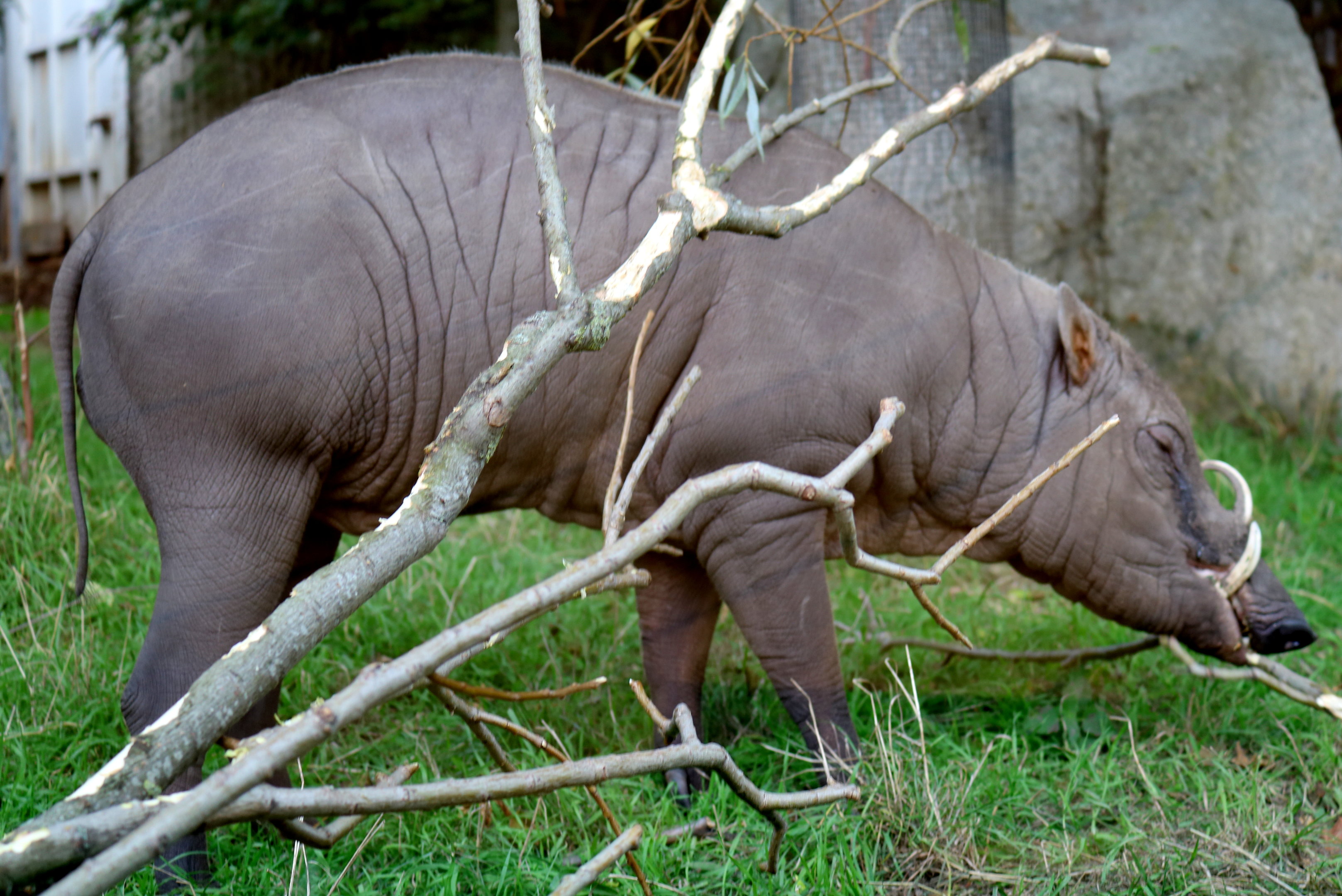 Babirusa; London Zoo; 25th September 2022