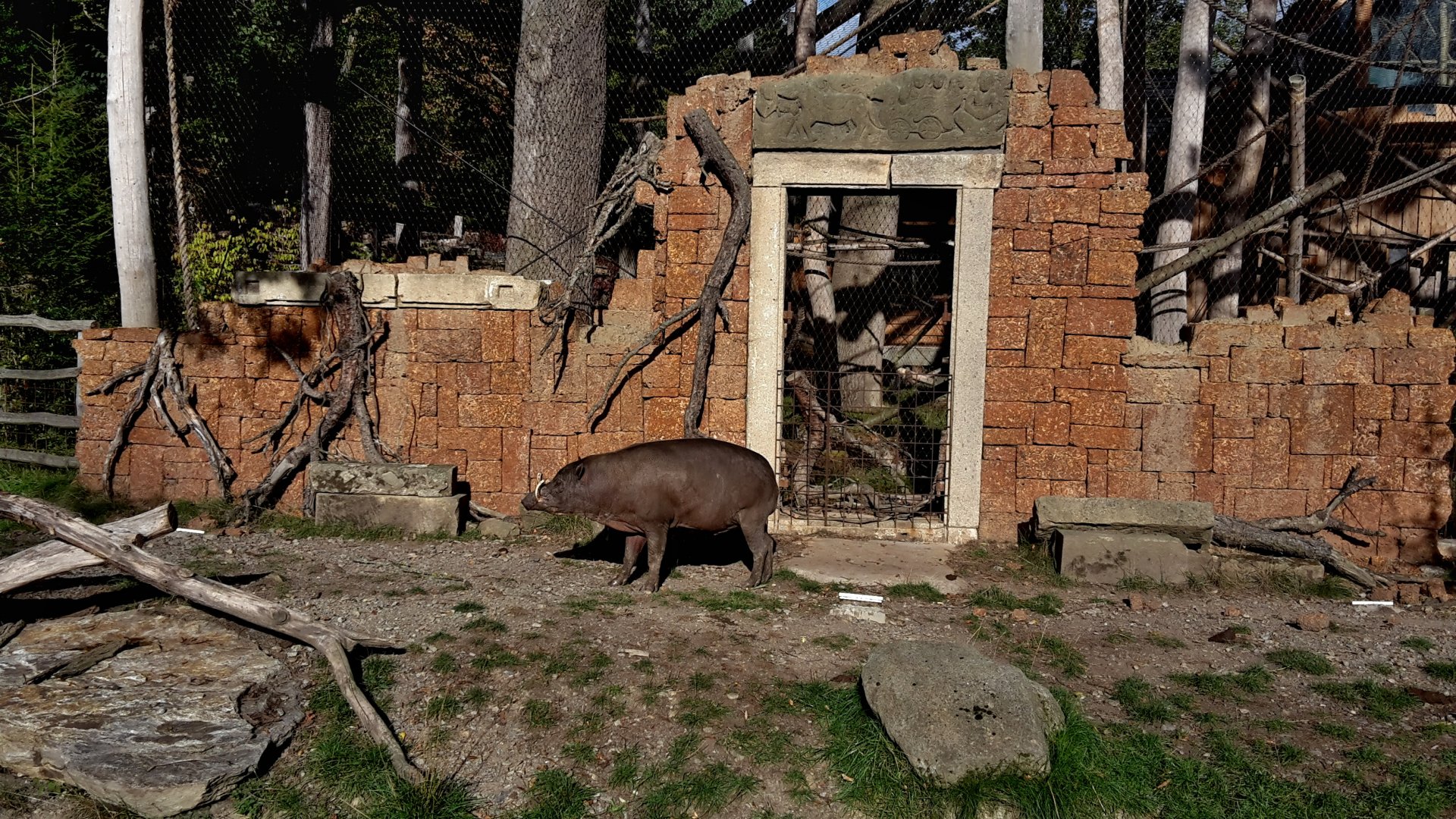 Babirusa - male Kendari