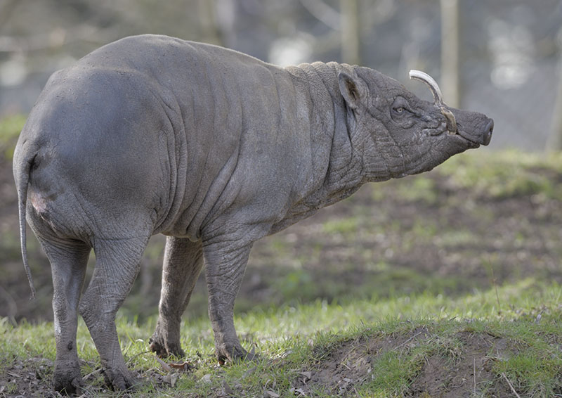 Babirusa male, Sausu
