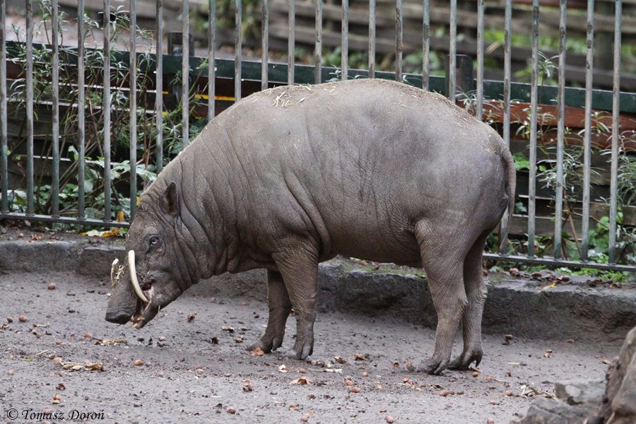 Babirusa - male