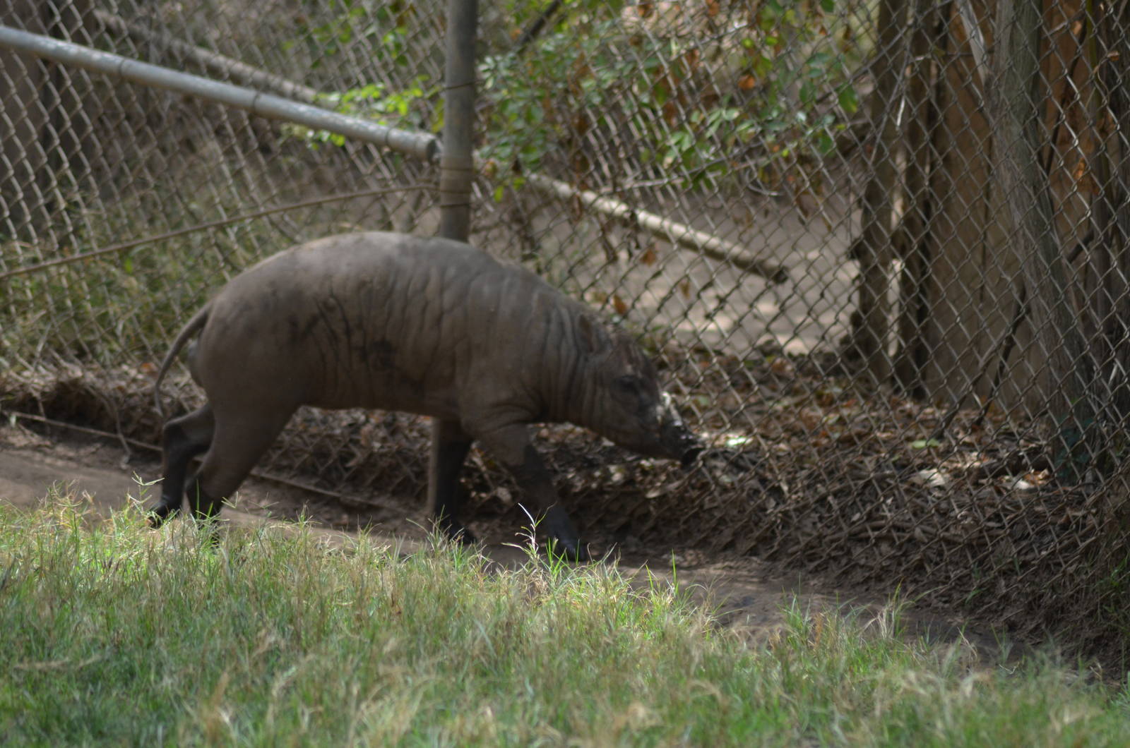 Babirusa - Male
