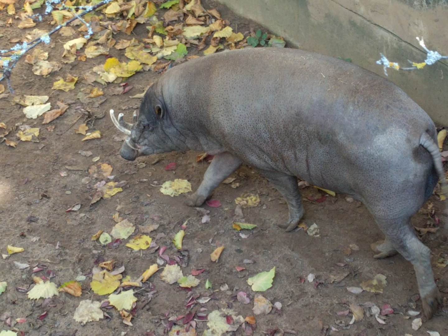Babirusa male