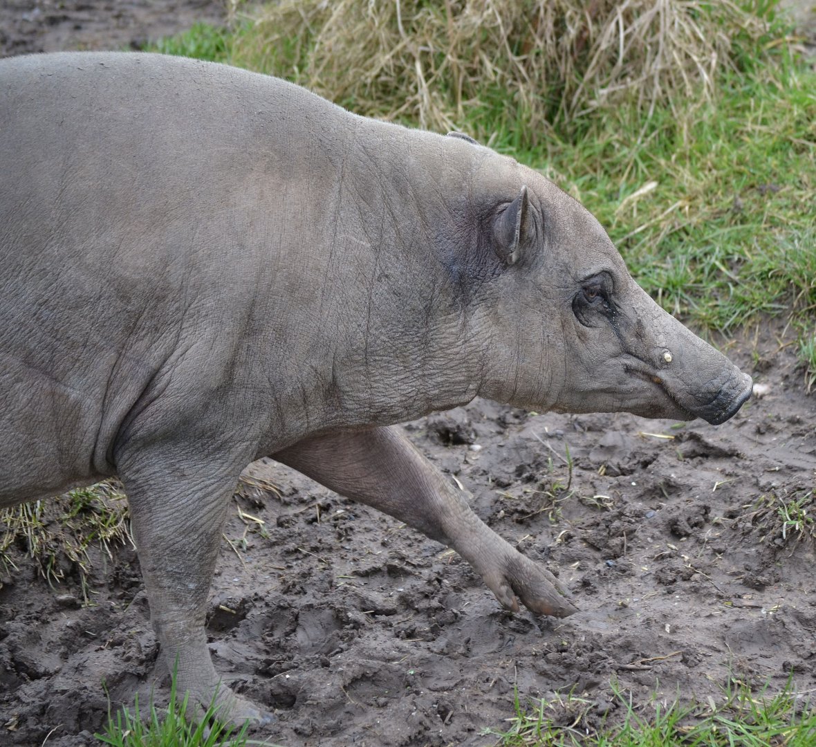 Babirusa - March 2018