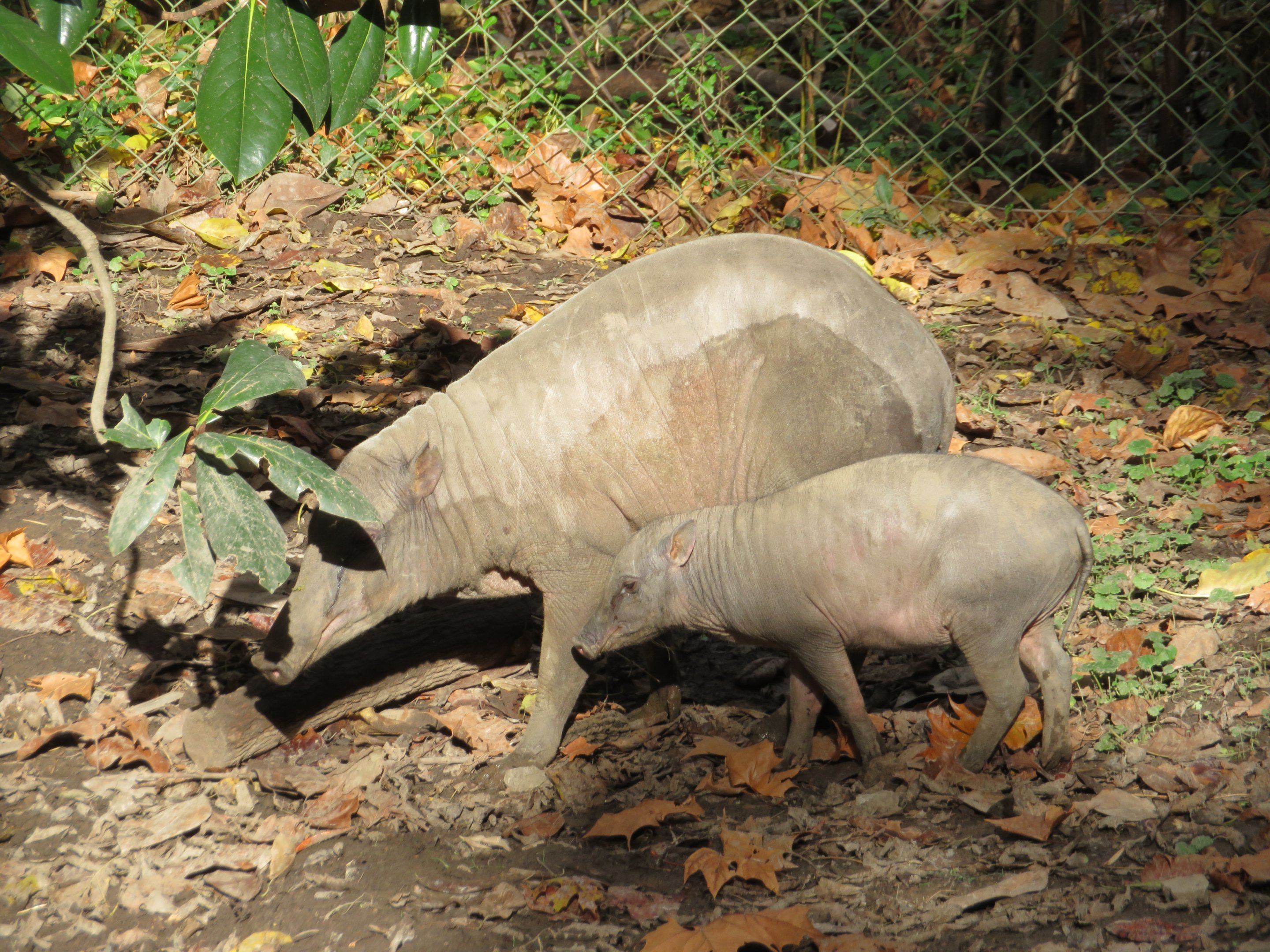 Babirusa Mom & Piglet