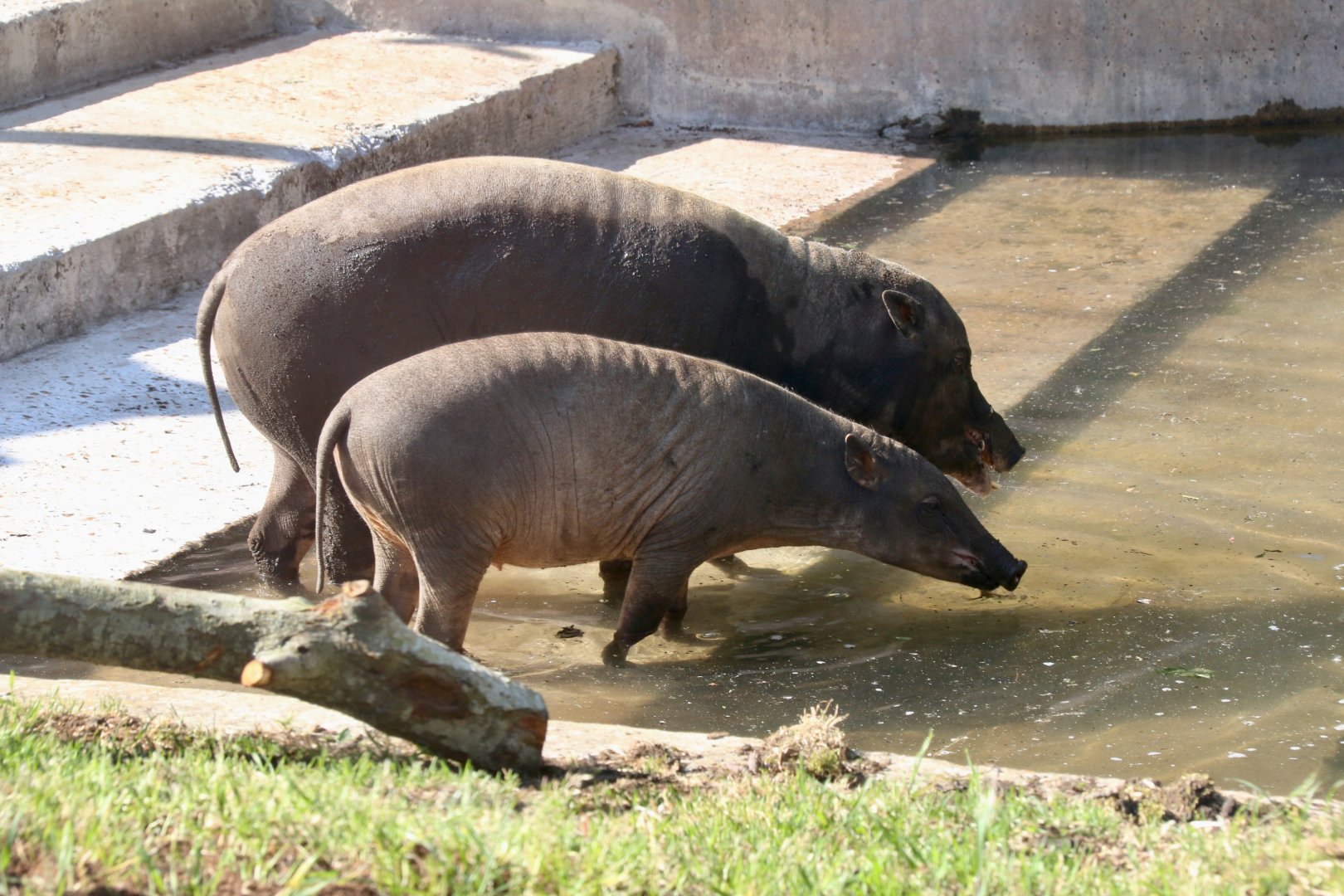 Babirusa mother and piglet