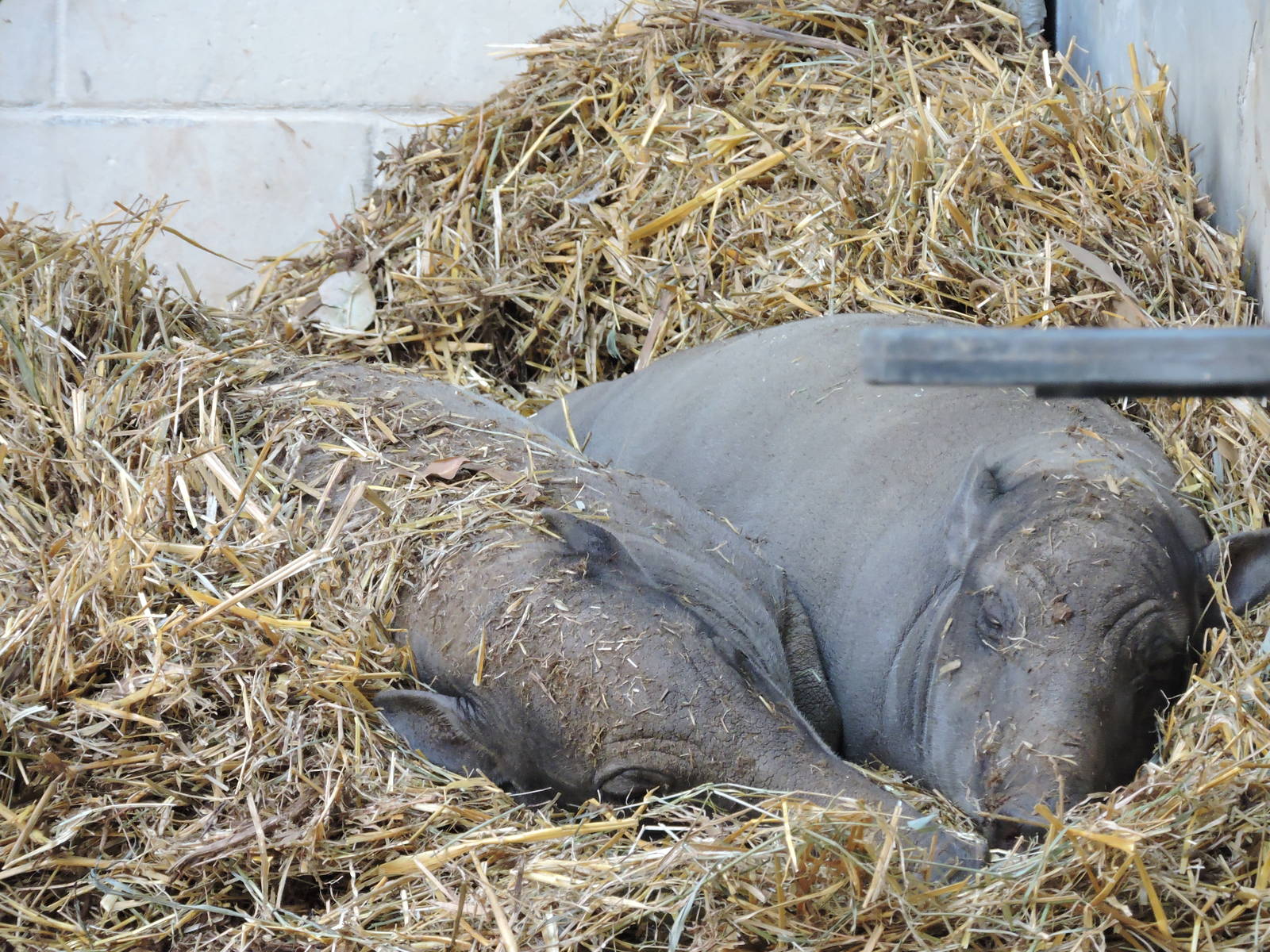 Babirusa - Olive and Muna