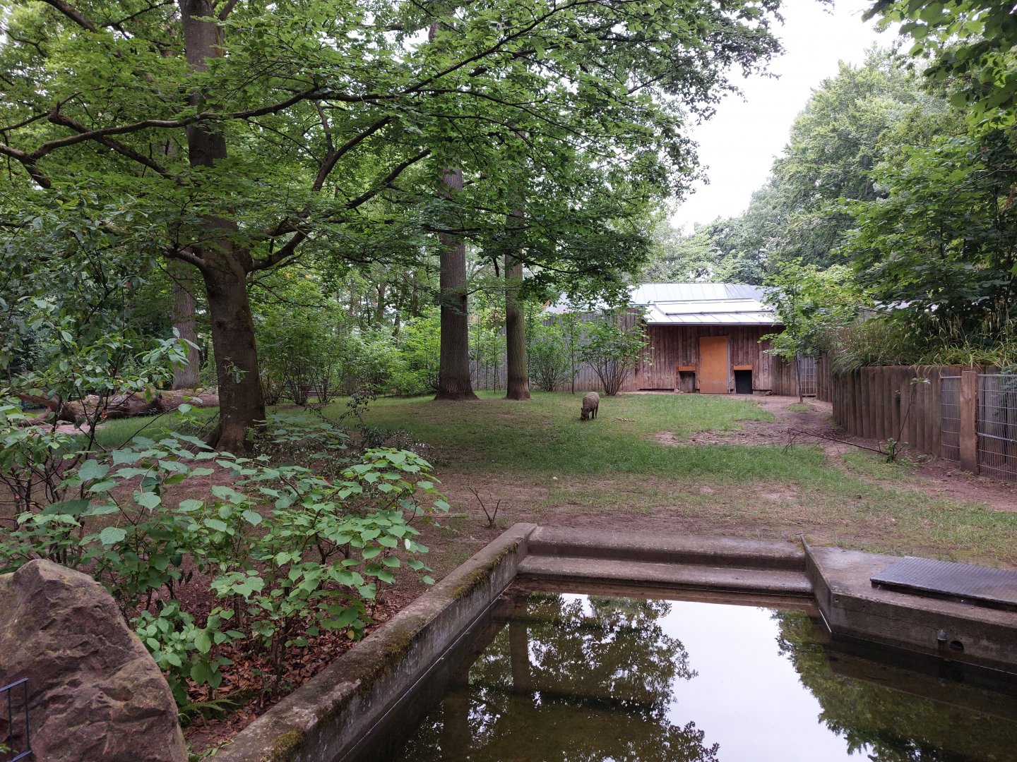 Babirusa outdoor enclosure 1