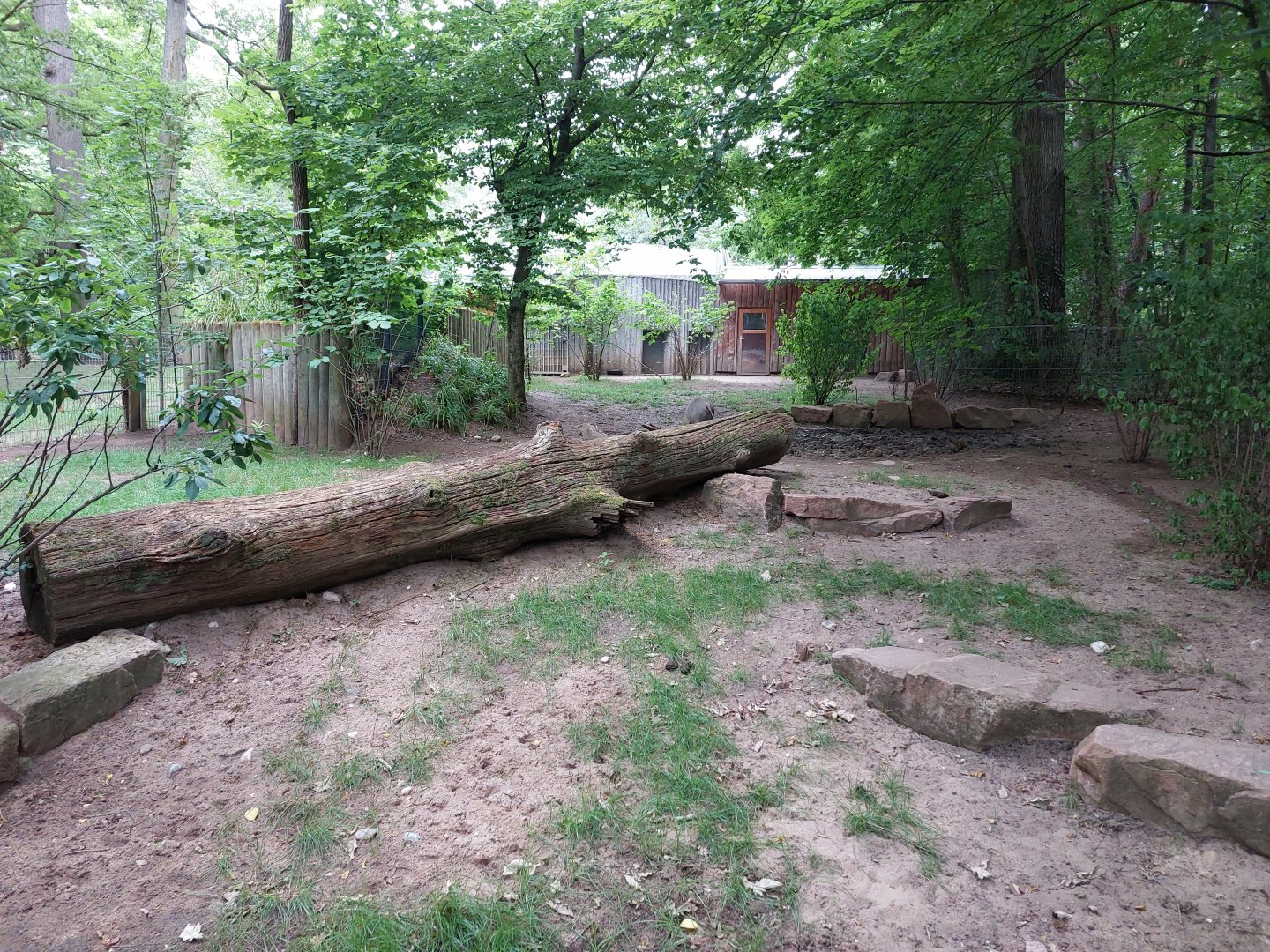 Babirusa outdoor enclosure 2