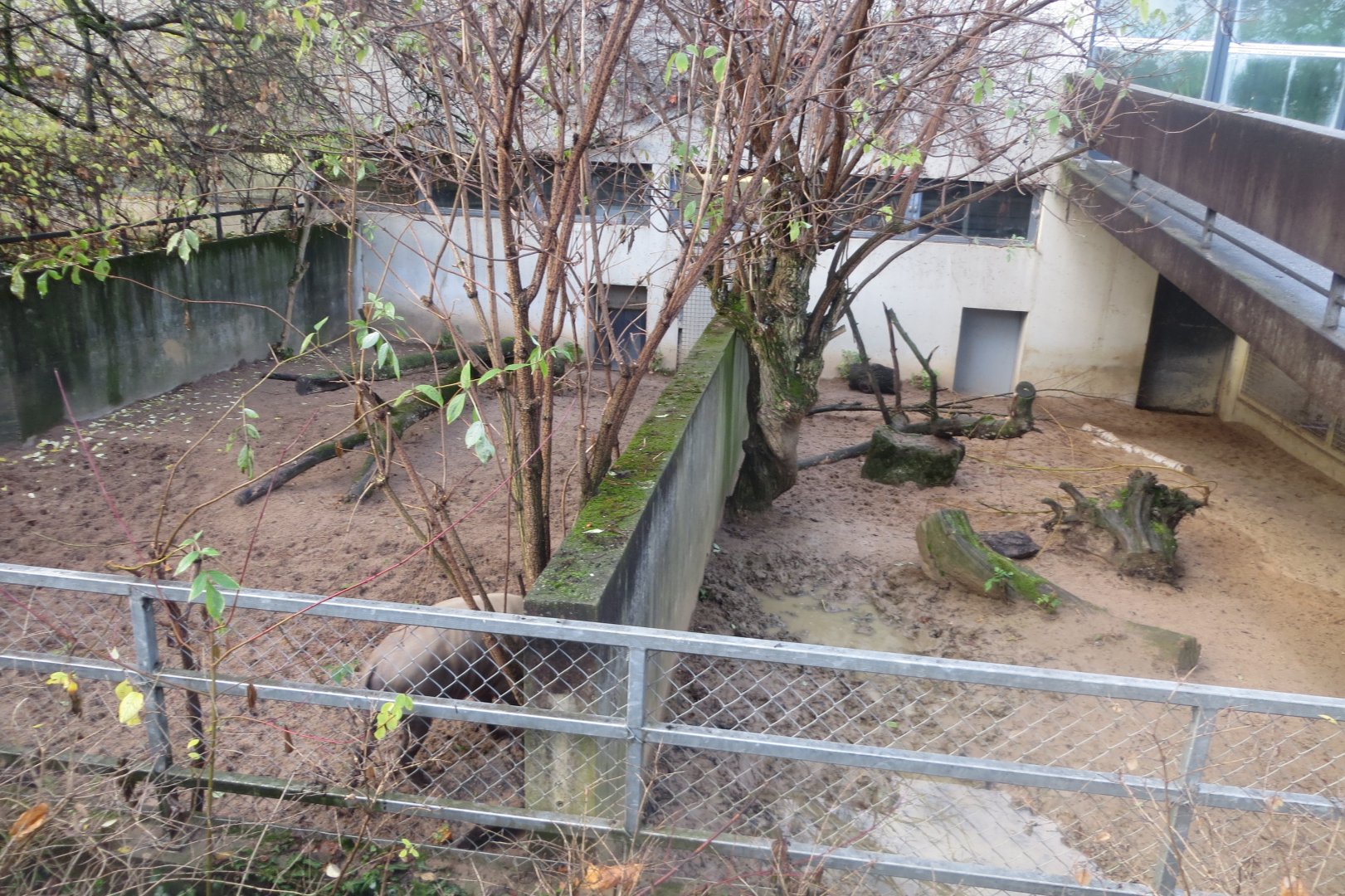 Babirusa outdoors 011218