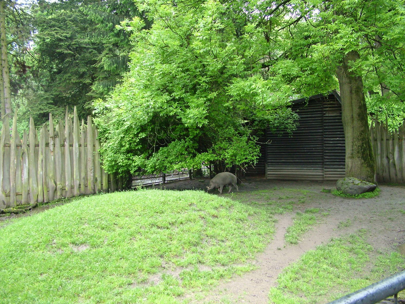Babirusa paddock at Jihlava, 31/05/10