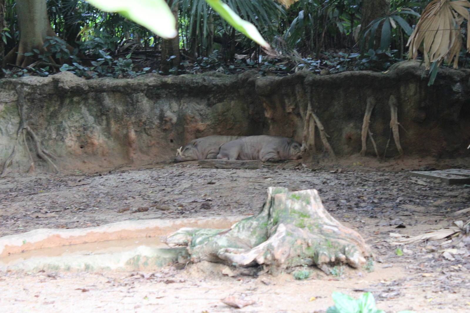 Babirusa Pig