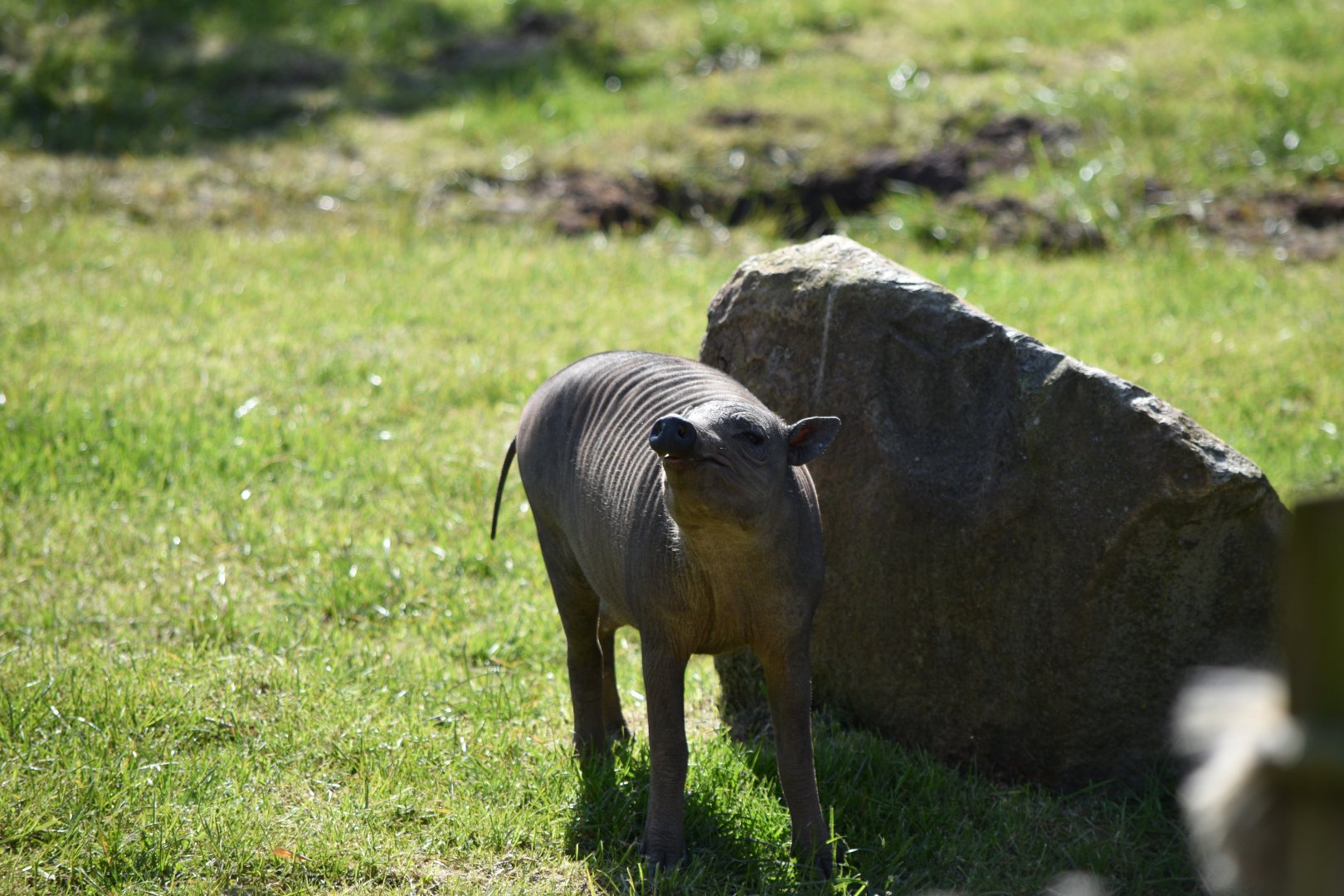 Babirusa piglet