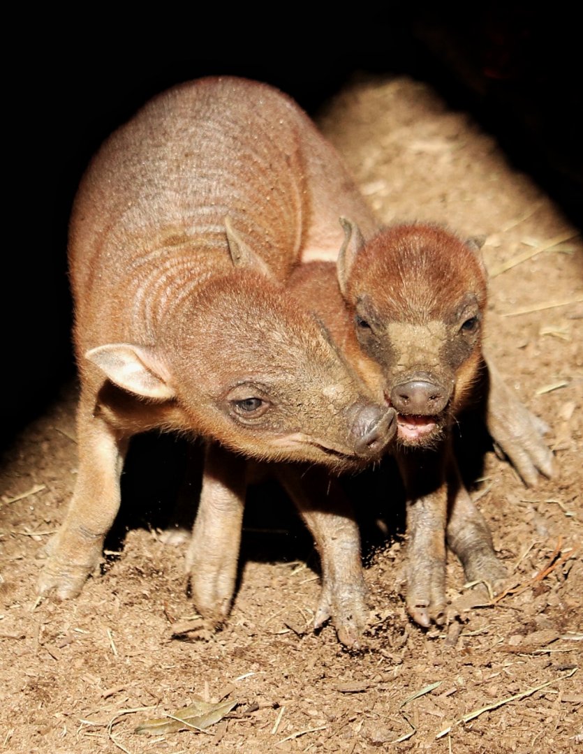 Babirusa piglets at about 2 weeks old