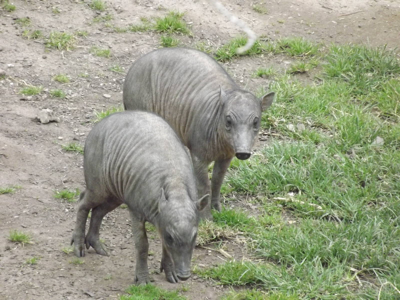Babirusa piglets at Chester Zoo 31/03/12