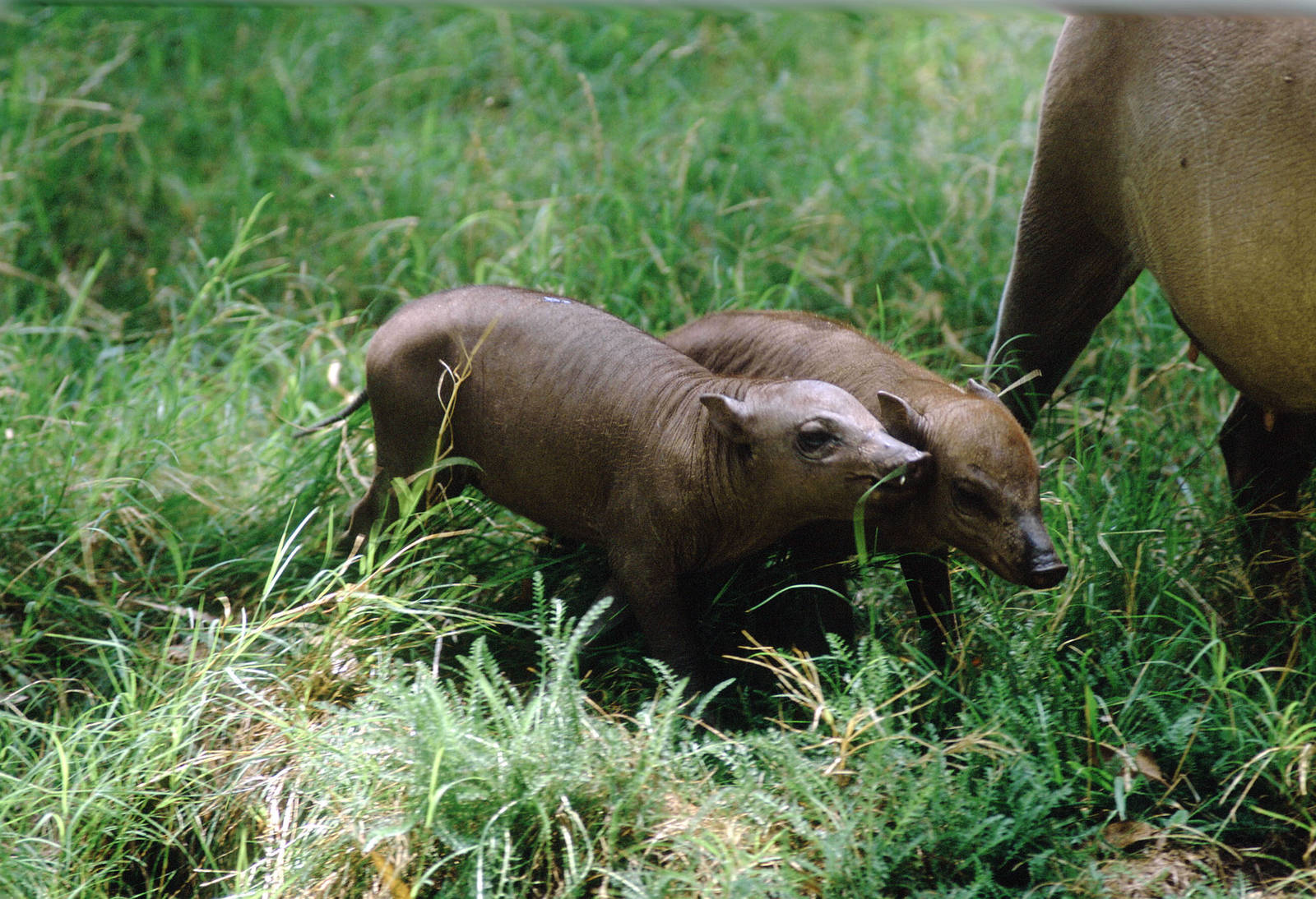 babirusa piglets, Aug 2, 2009
