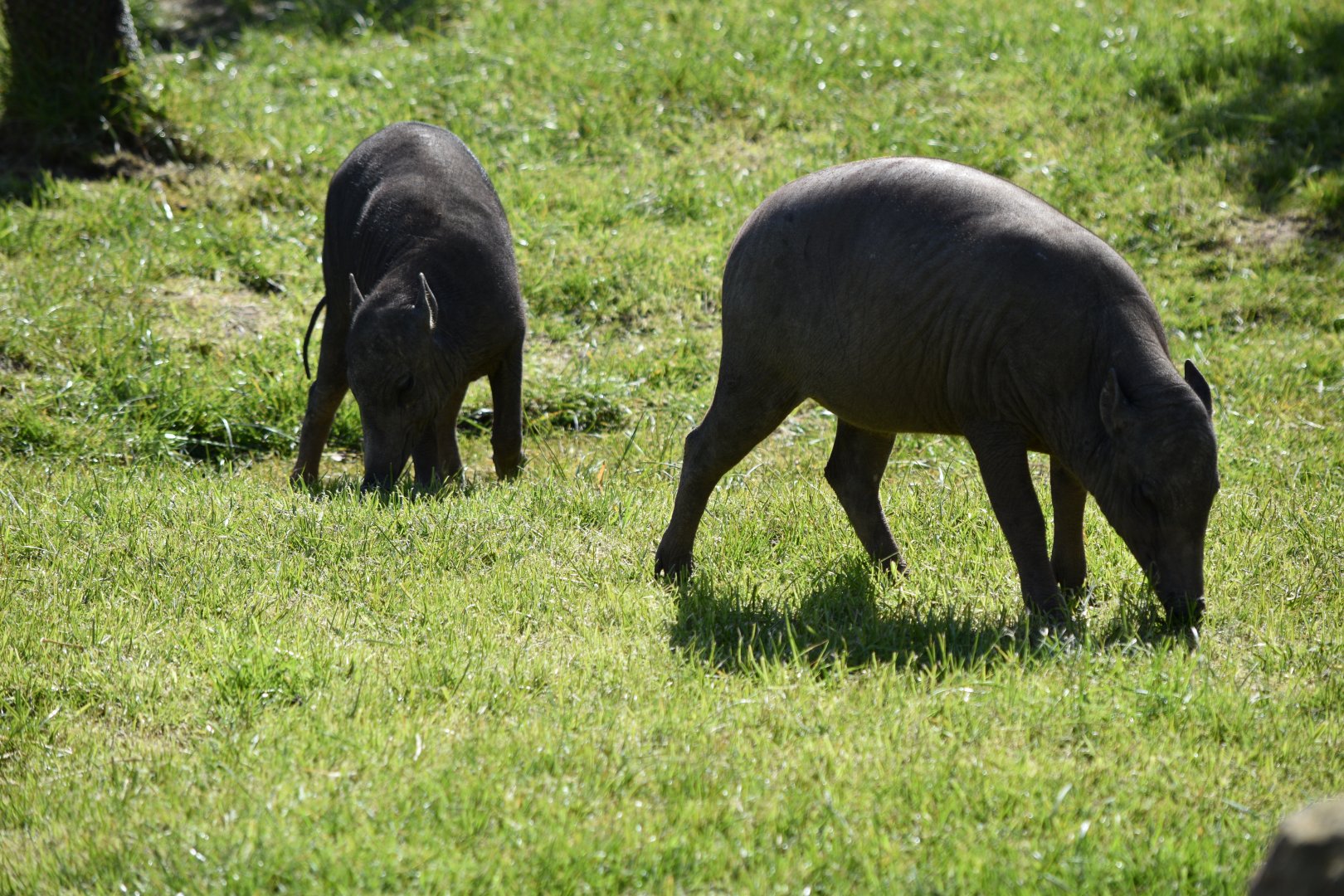 Babirusa piglets
