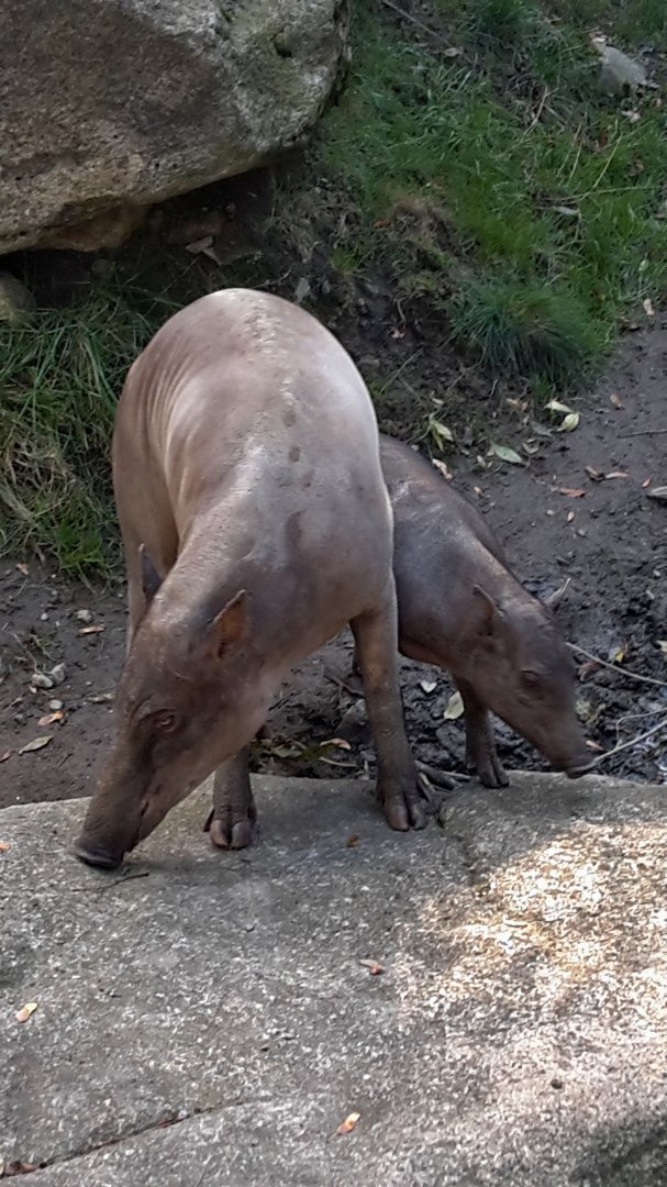 Babirusa - Rose and her piglet