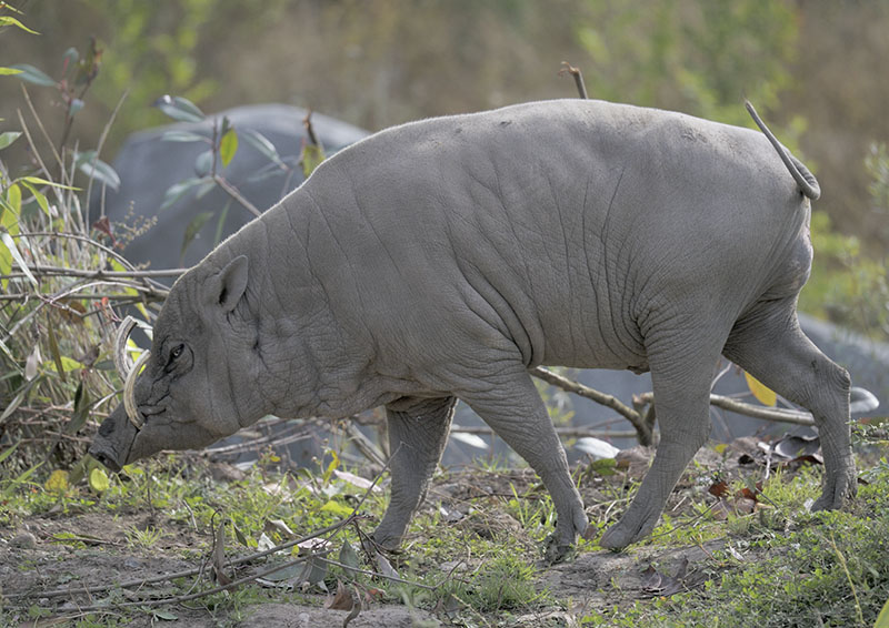 Babirusa 'Sausu'