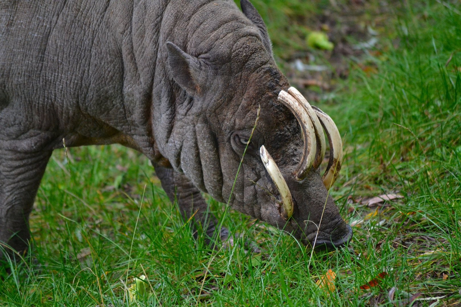 Babirusa - September 2017