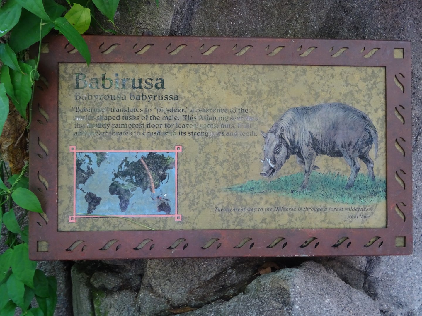 Babirusa Signage at Disney's Animal Kingdom (2014)