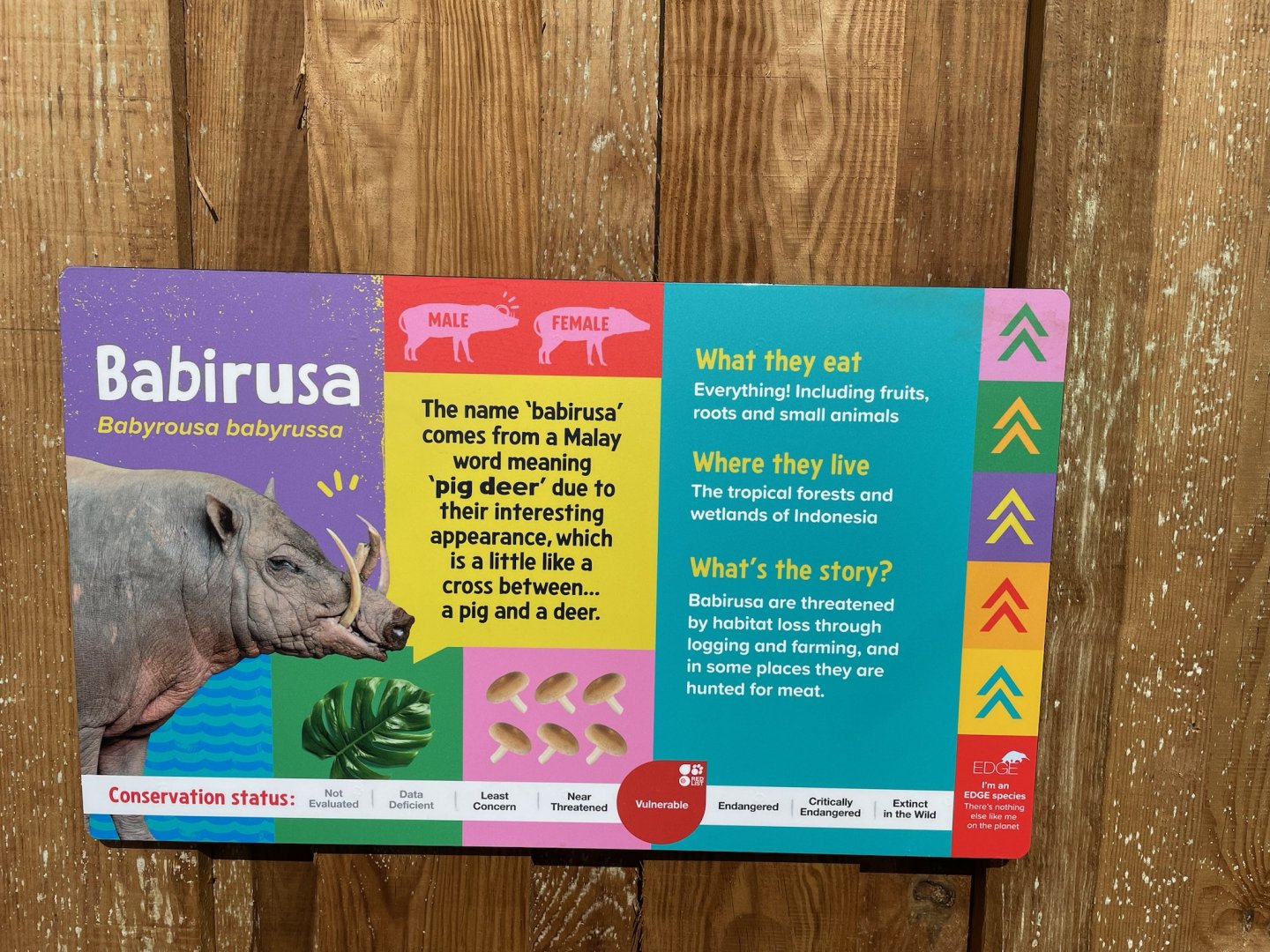 Babirusa Signage, Monkey Forest