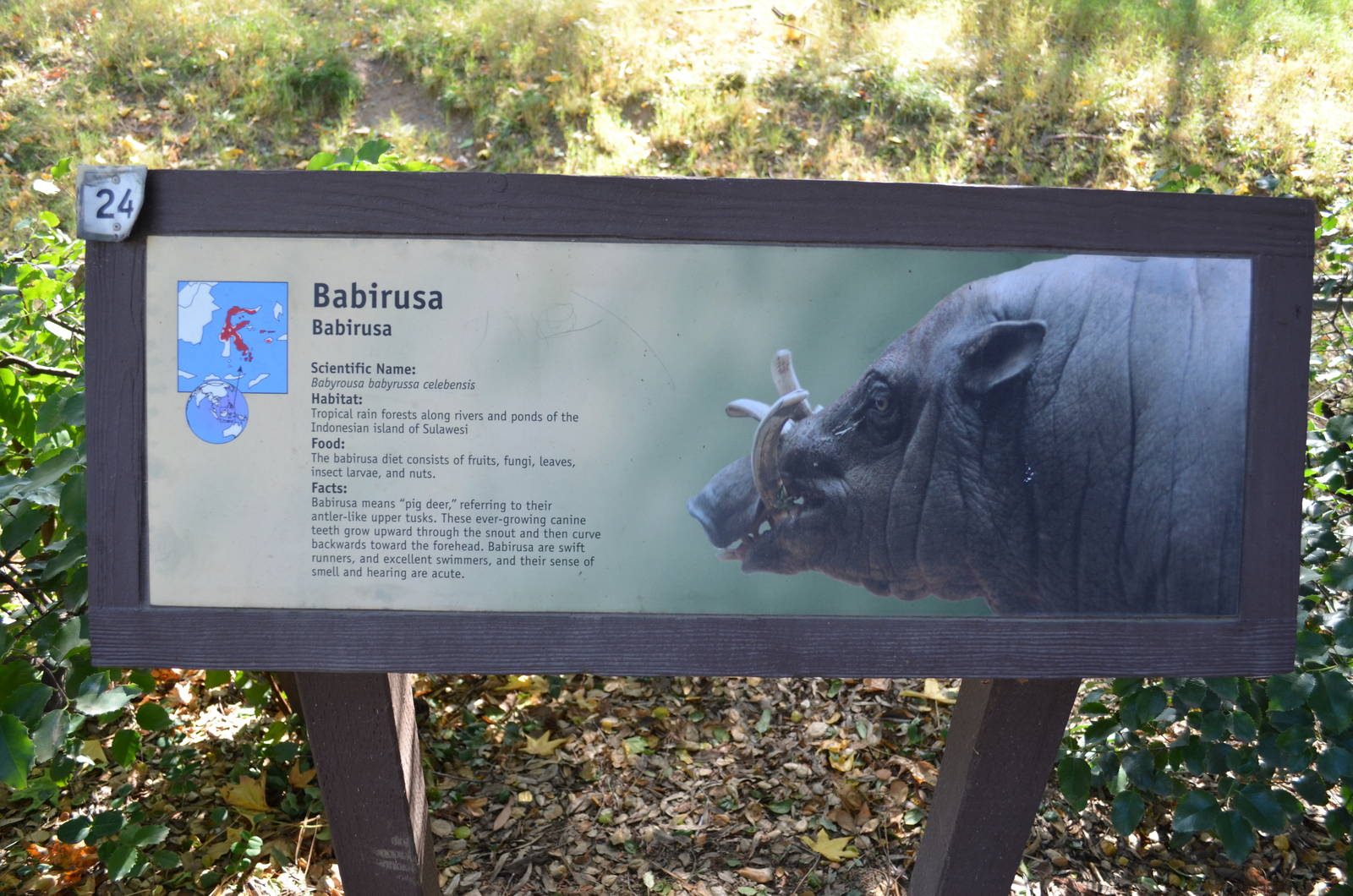 Babirusa Signage