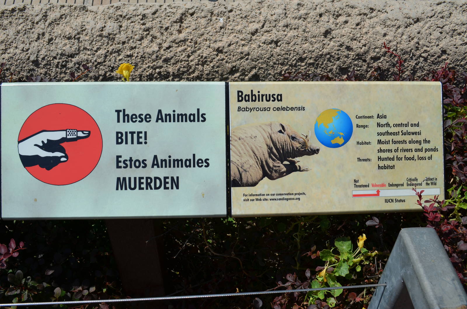 Babirusa Signage