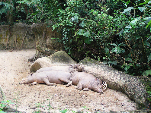 Babirusa, Singapore Zoo