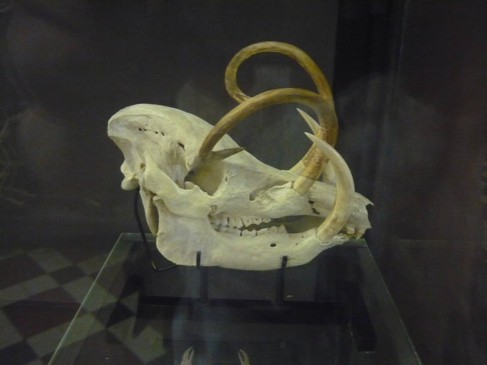 Babirusa skull
