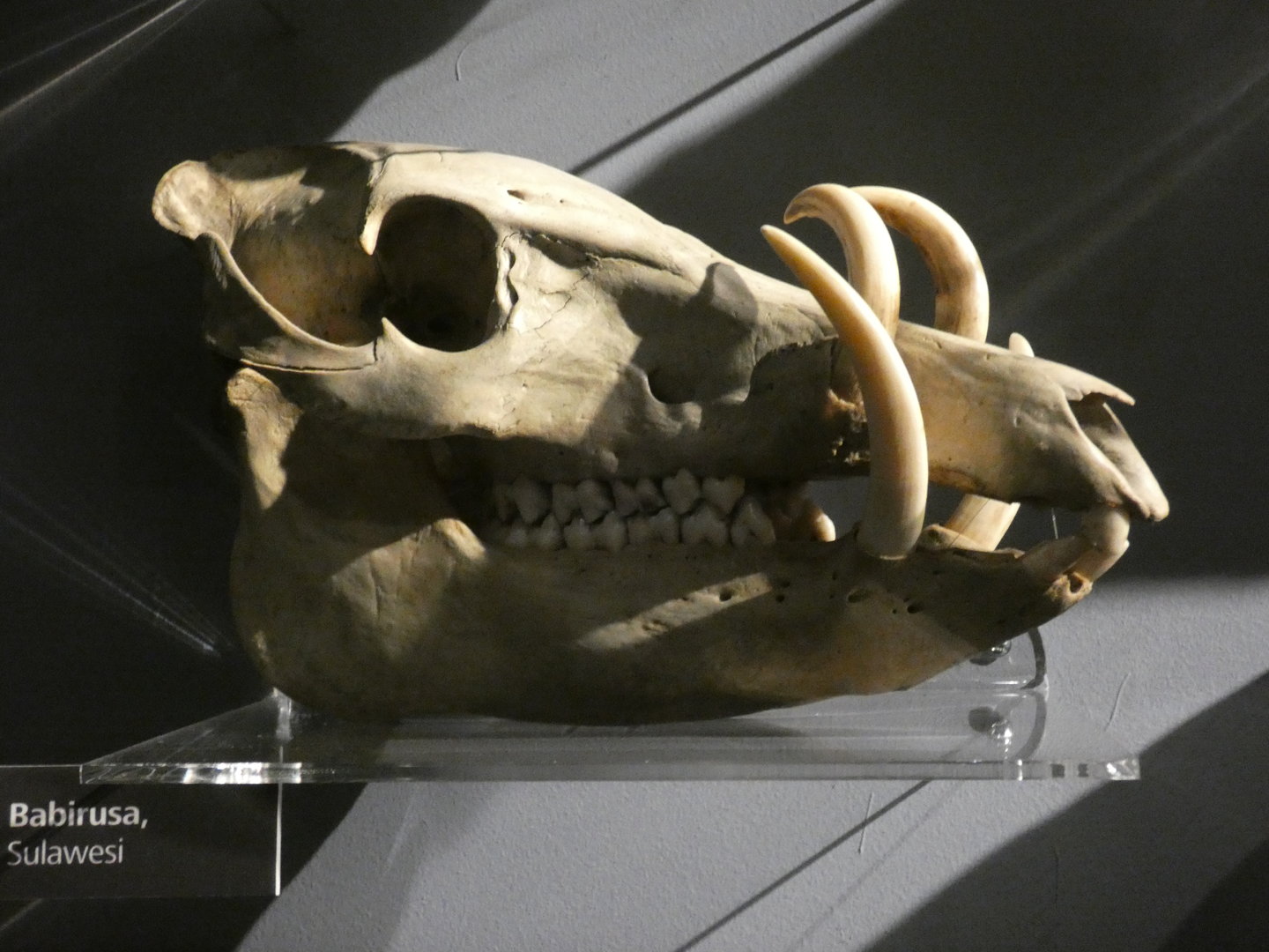 Babirusa skull