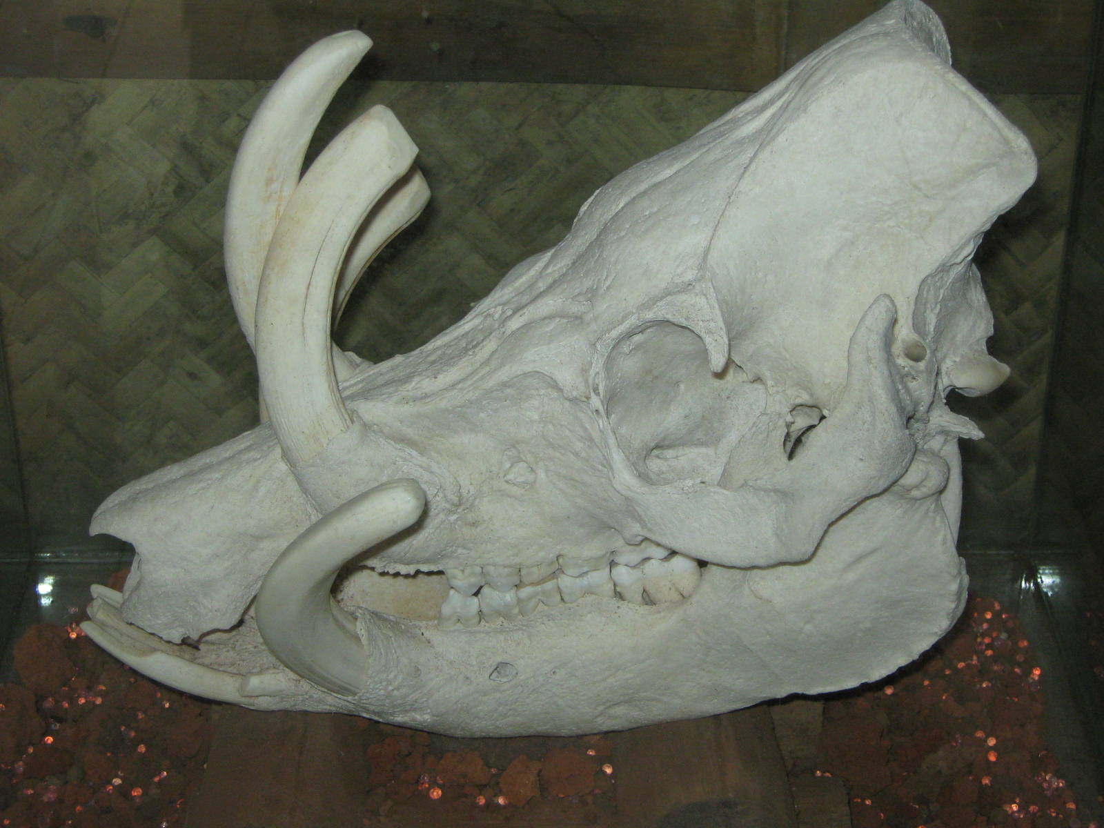 babirusa skull