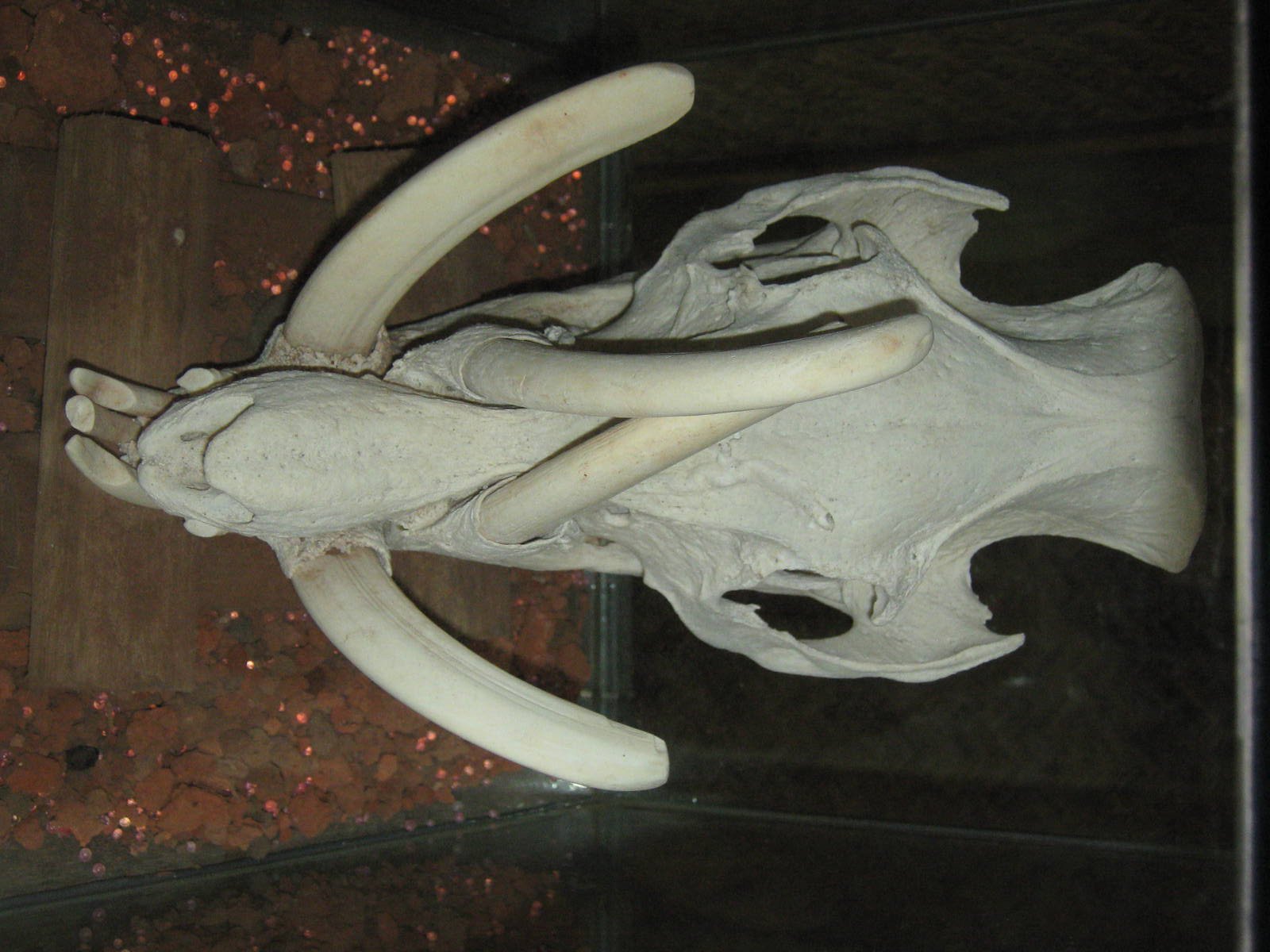 babirusa skull