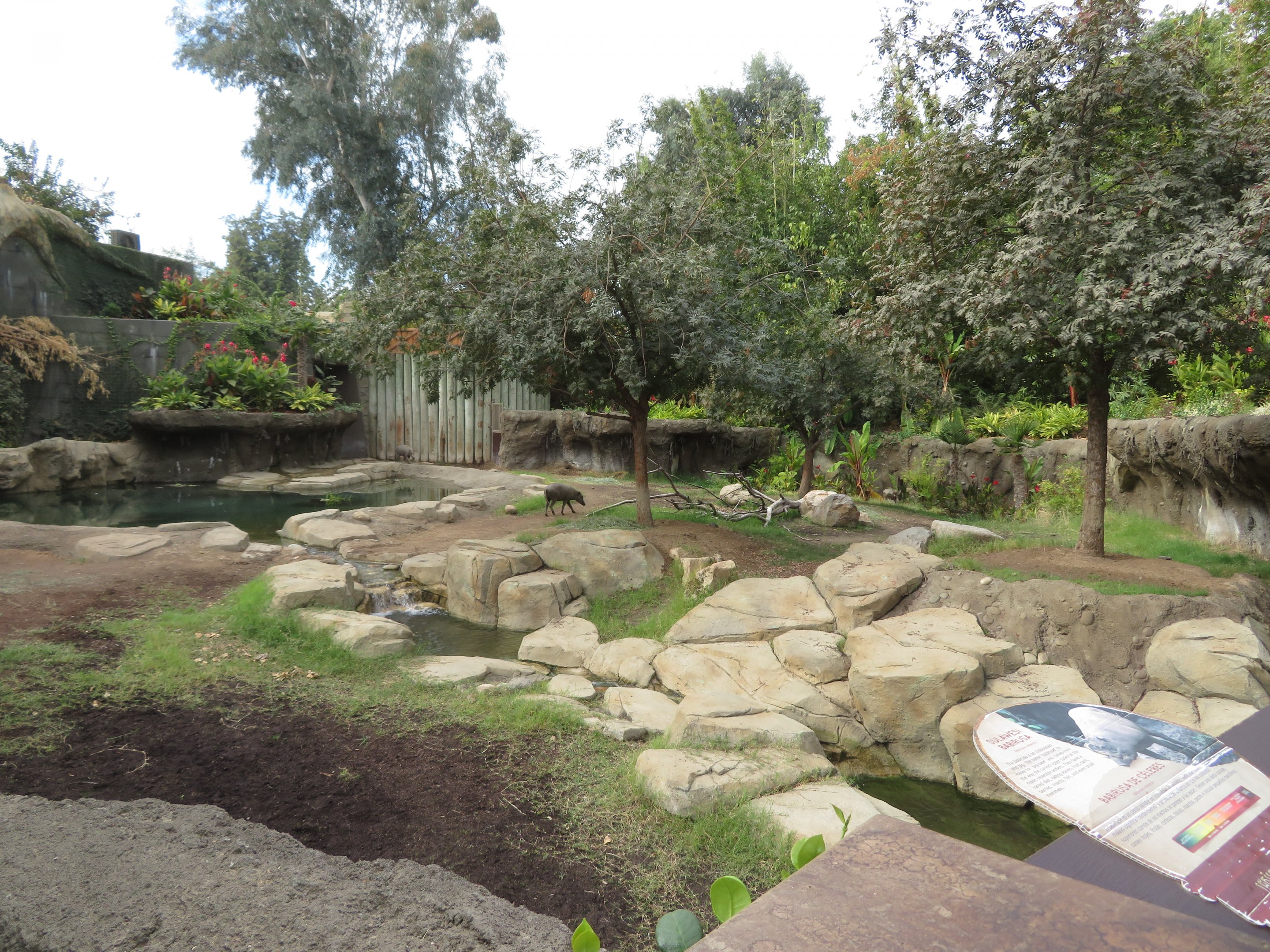Babirusa-Tapir Exhibit