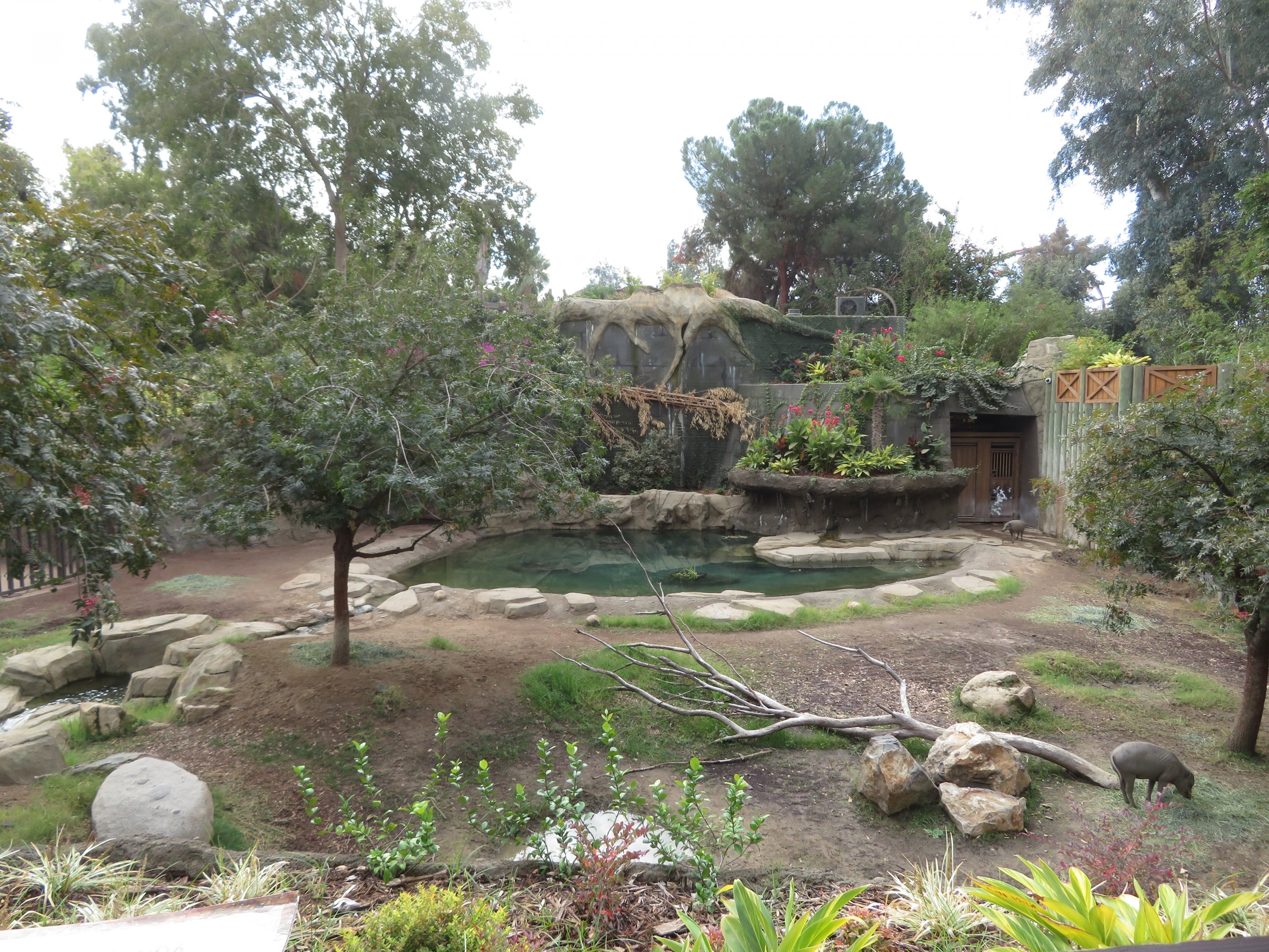 Babirusa-Tapir Exhibit