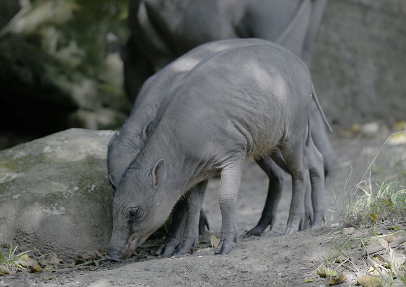 Babirusa twins