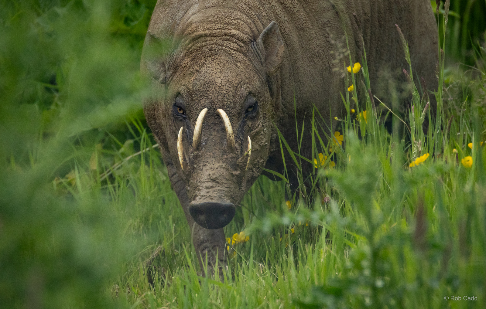 Babirusa : Whipsnade : 09 Jun 2024