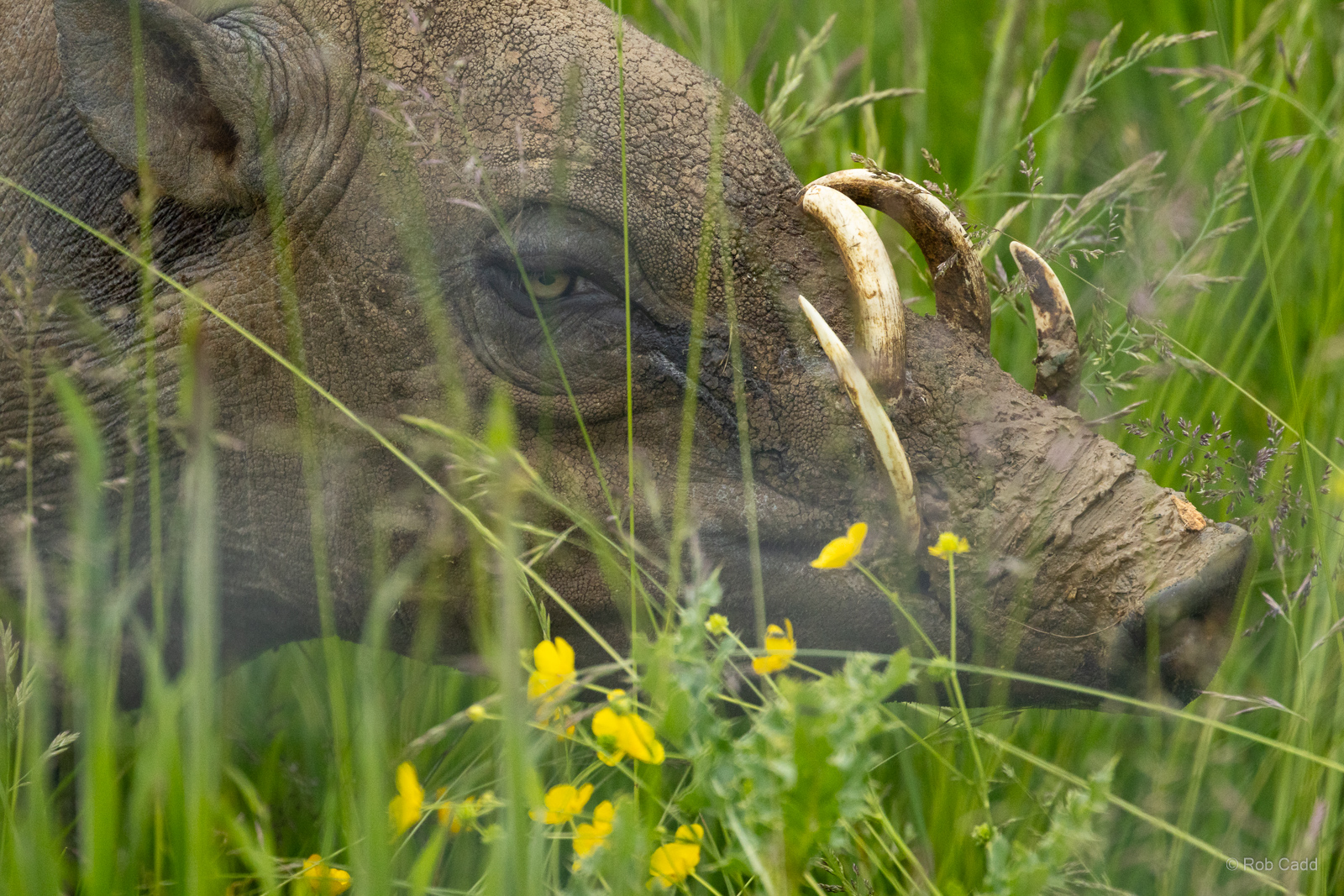 Babirusa : Whipsnade : 09 Jun 2024