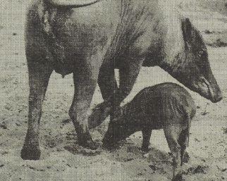 Babirusa with young