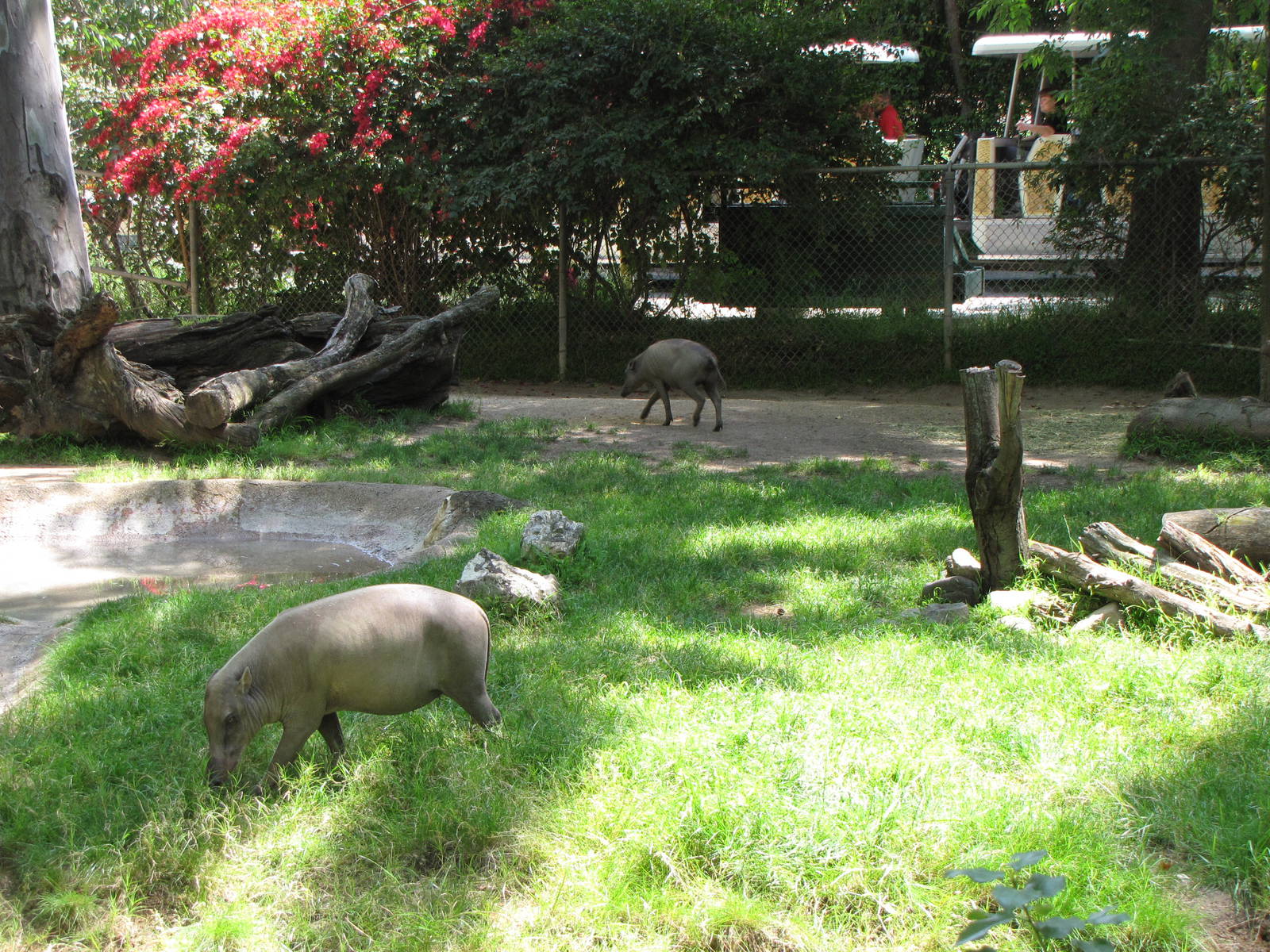 Babirusa Yard